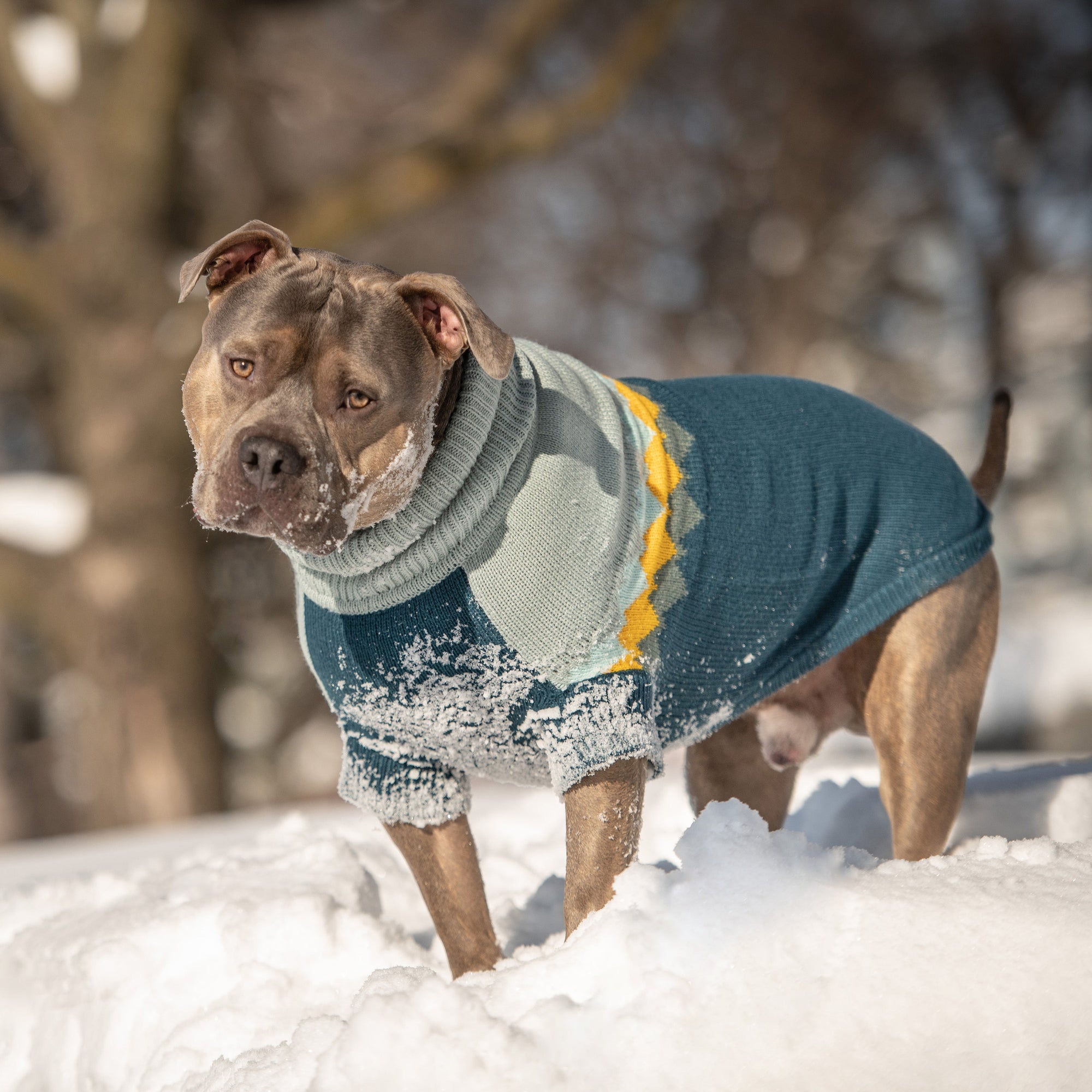 Fireside Sweater - Teal premium pet product
