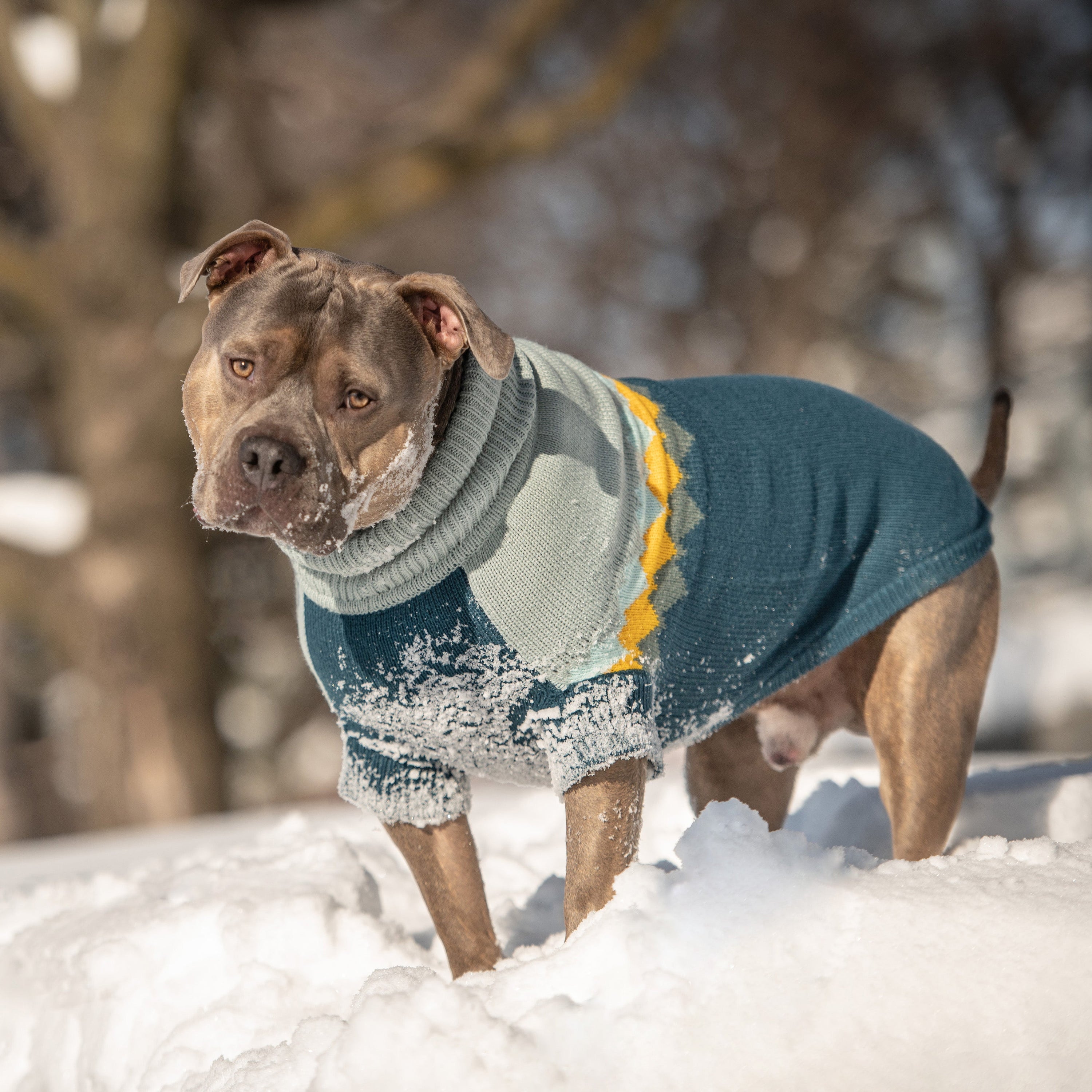 Fireside Sweater - Teal premium pet product