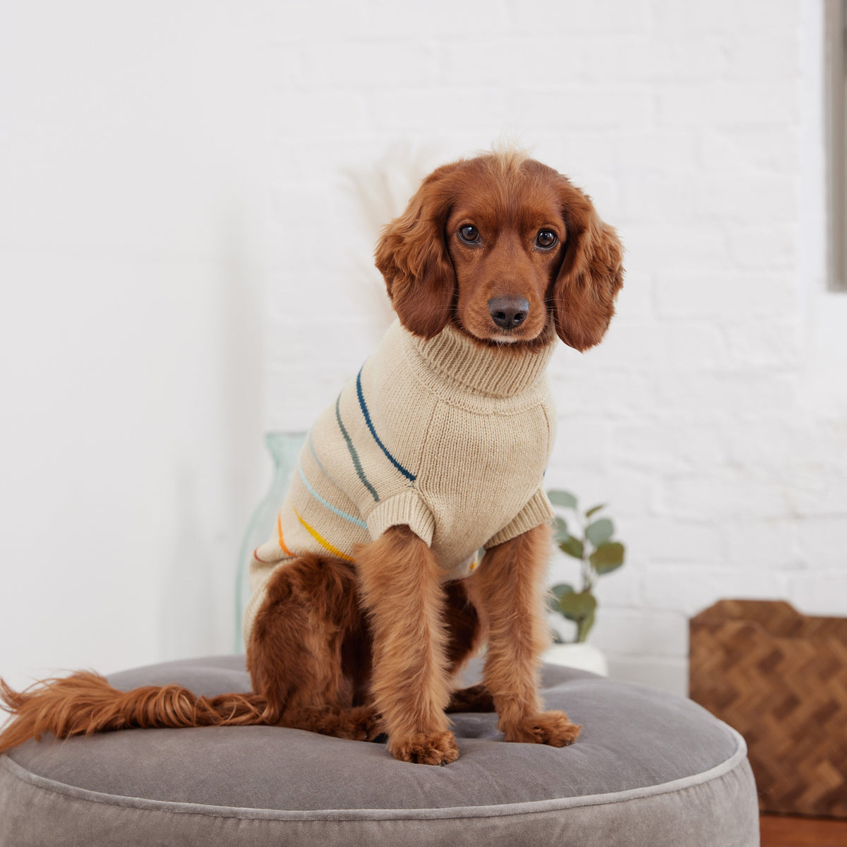 Arctic Sweater - Sand premium pet product