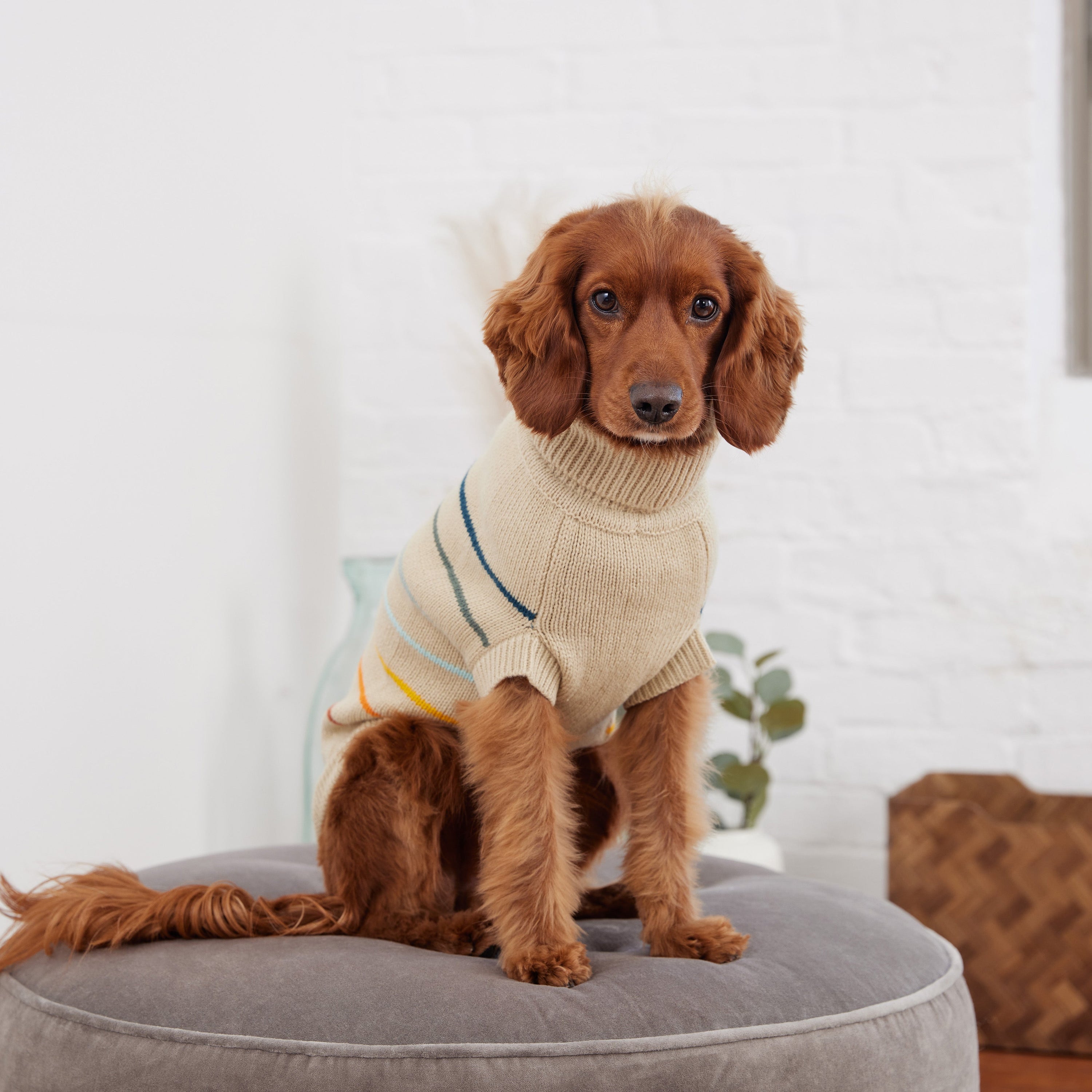 Arctic Sweater - Sand premium pet product