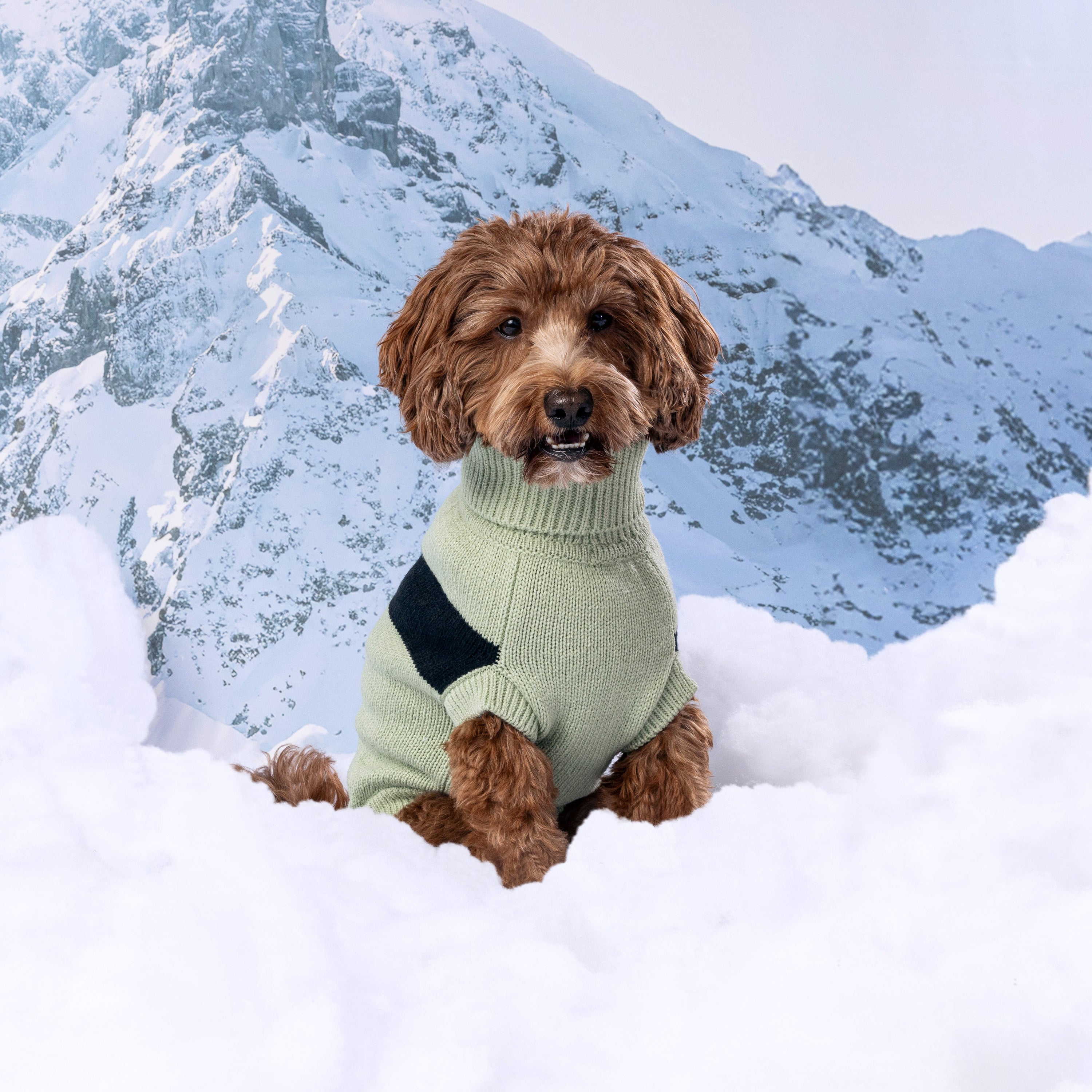 Catalyst Sweater premium pet product