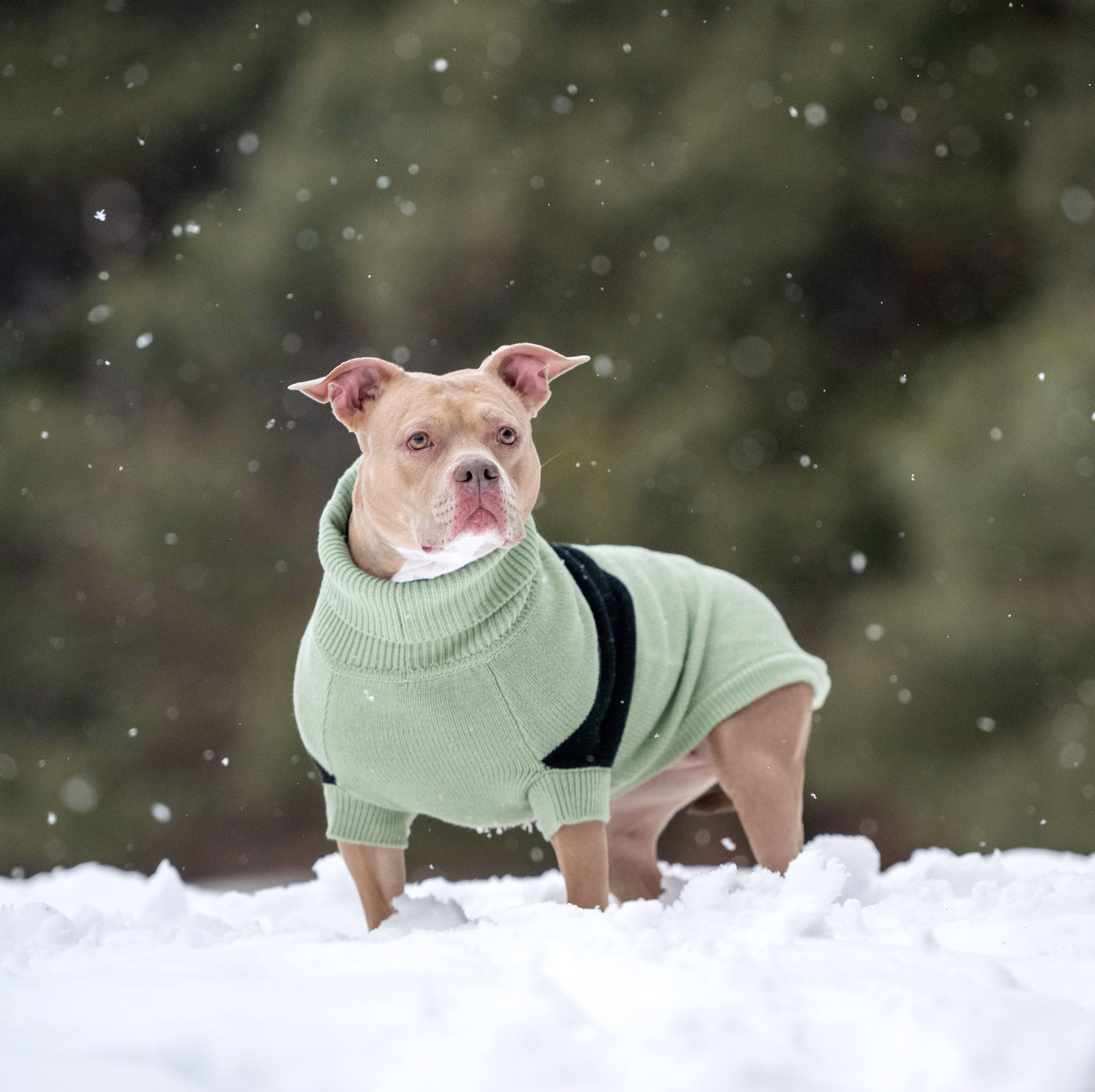 Catalyst Sweater premium pet product