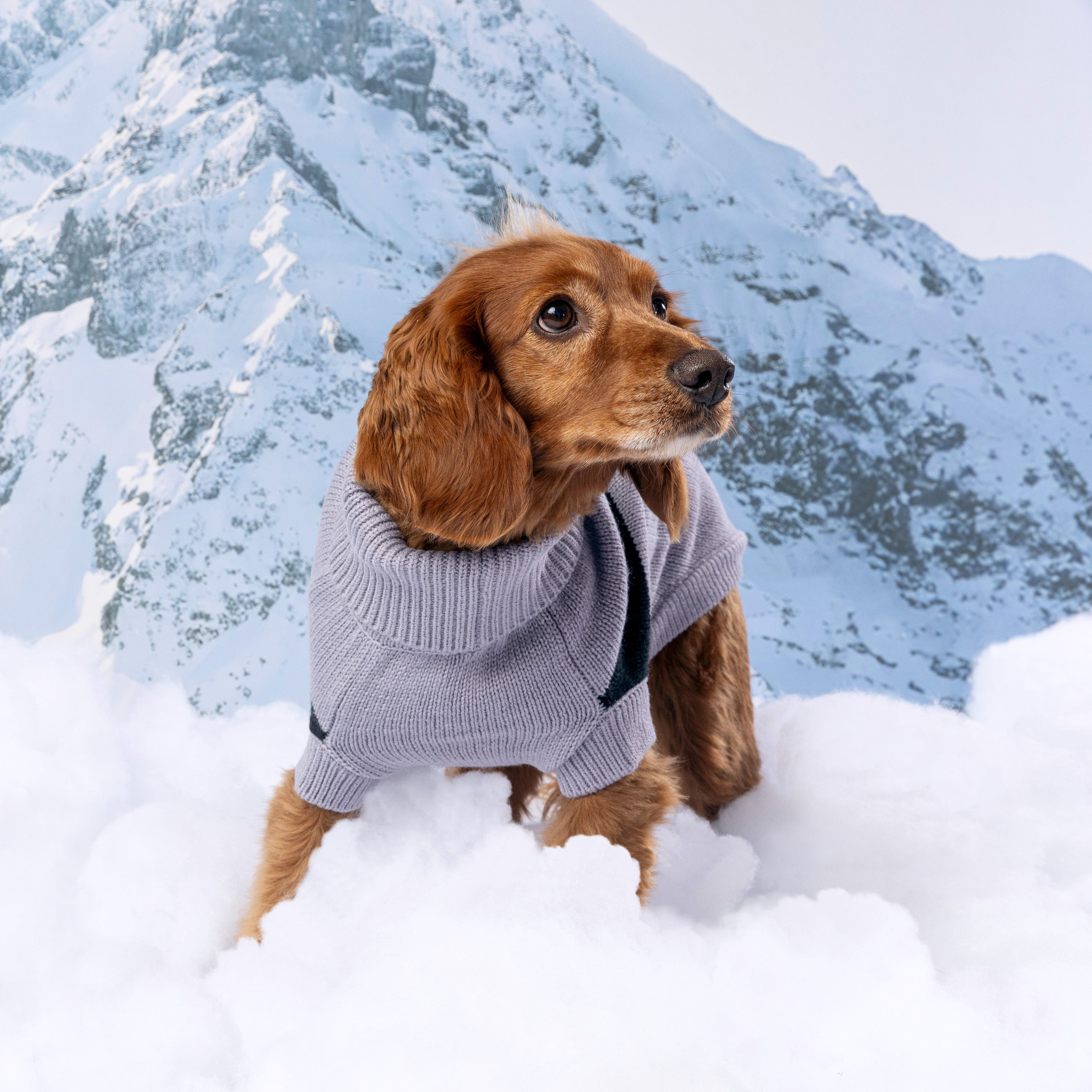 Catalyst Sweater premium pet product