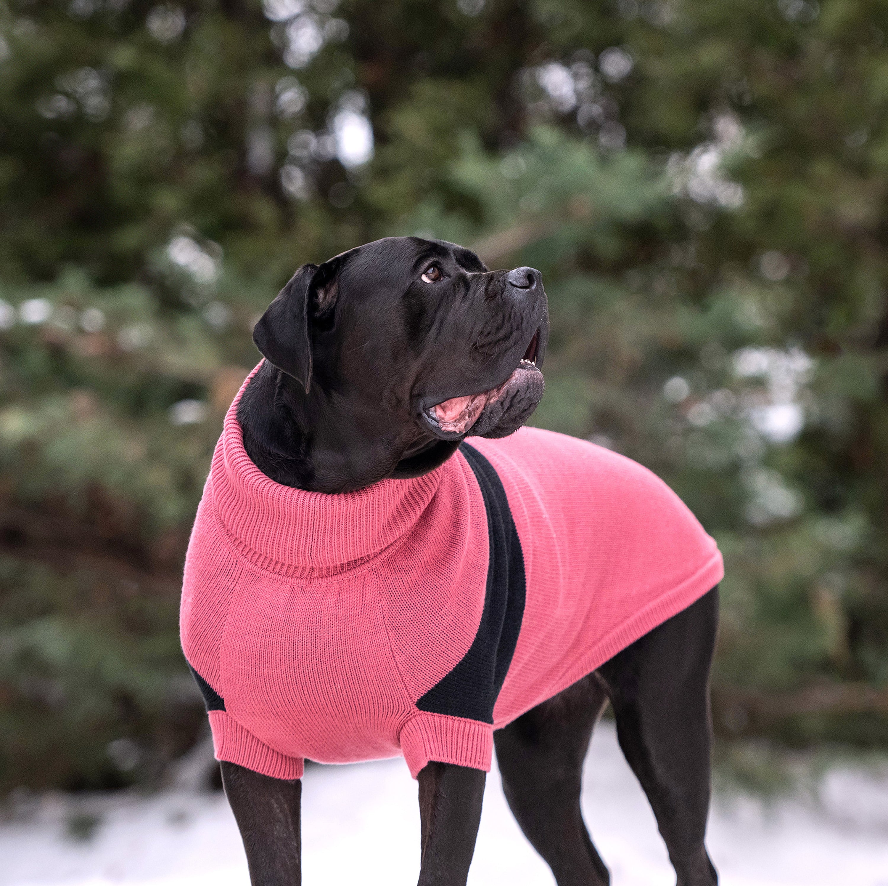 Catalyst Sweater premium pet product