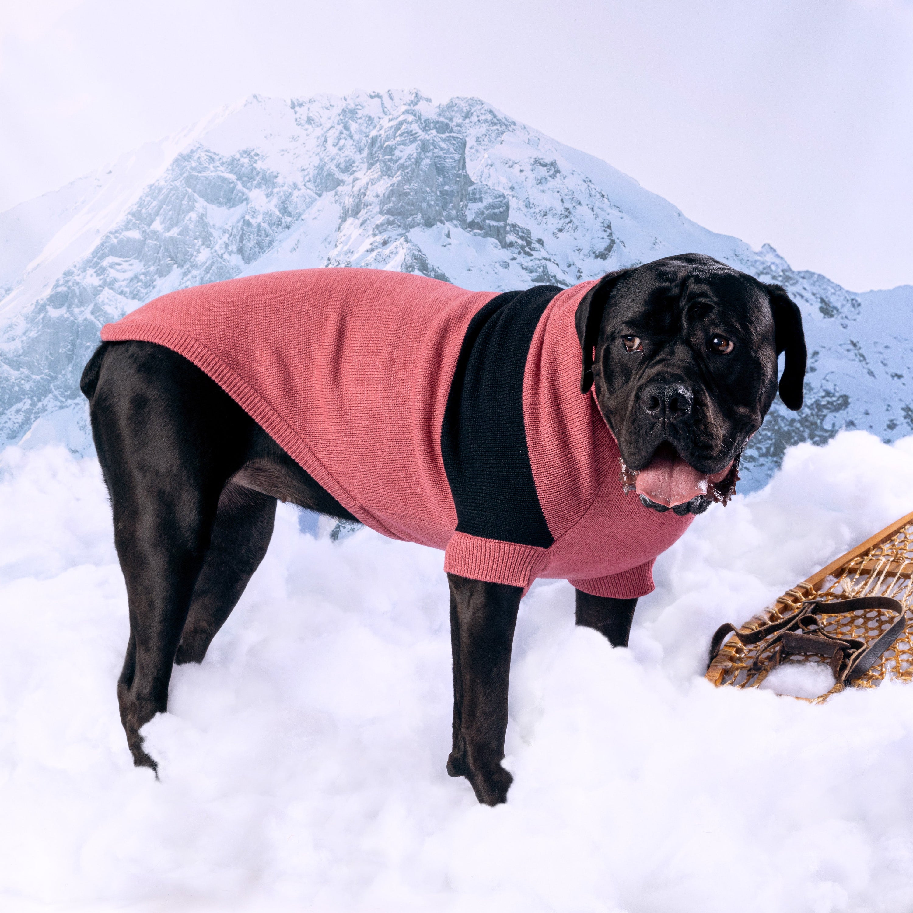 Catalyst Sweater premium pet product