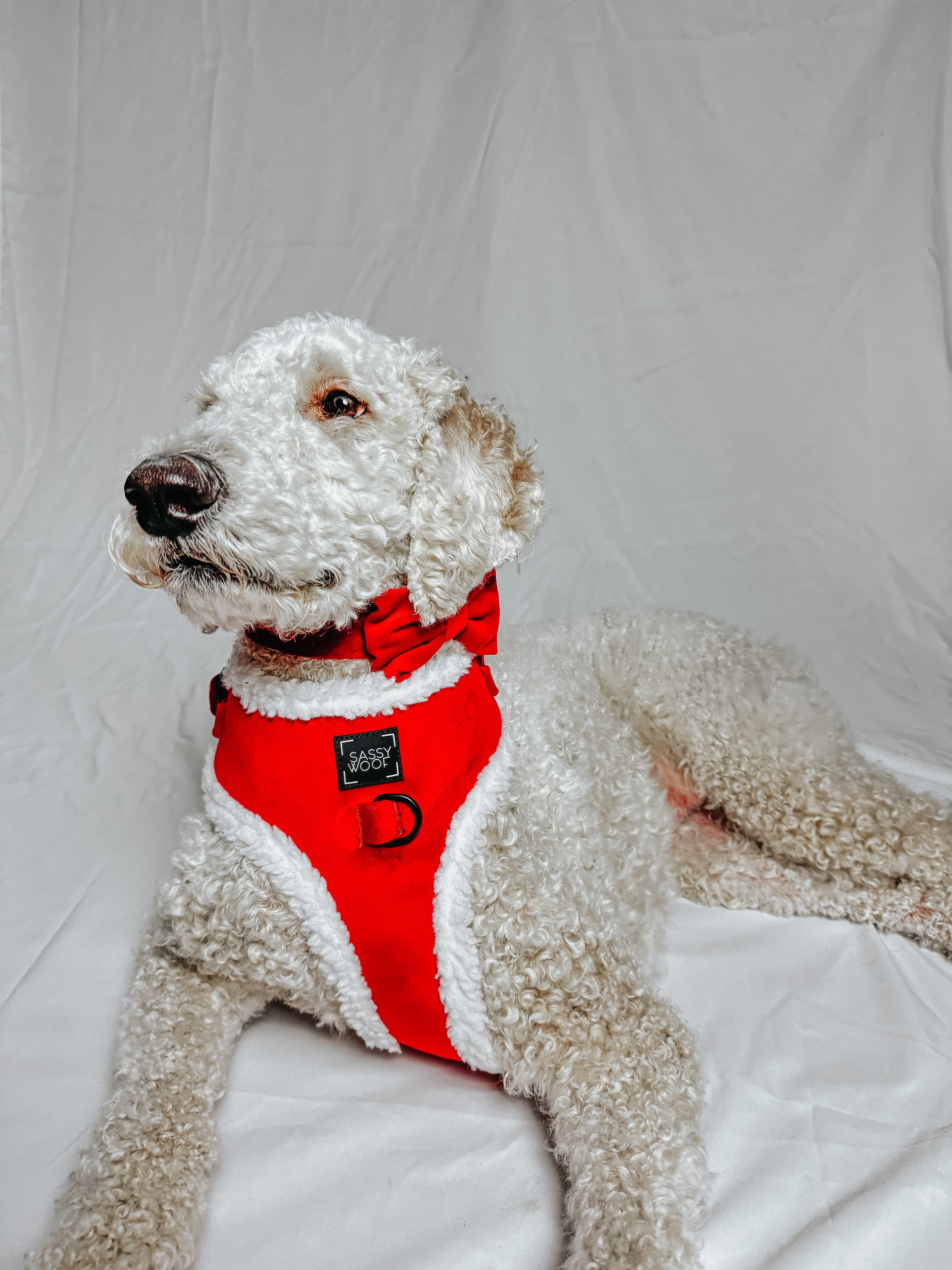 Dog Adjustable Harness - Naughty