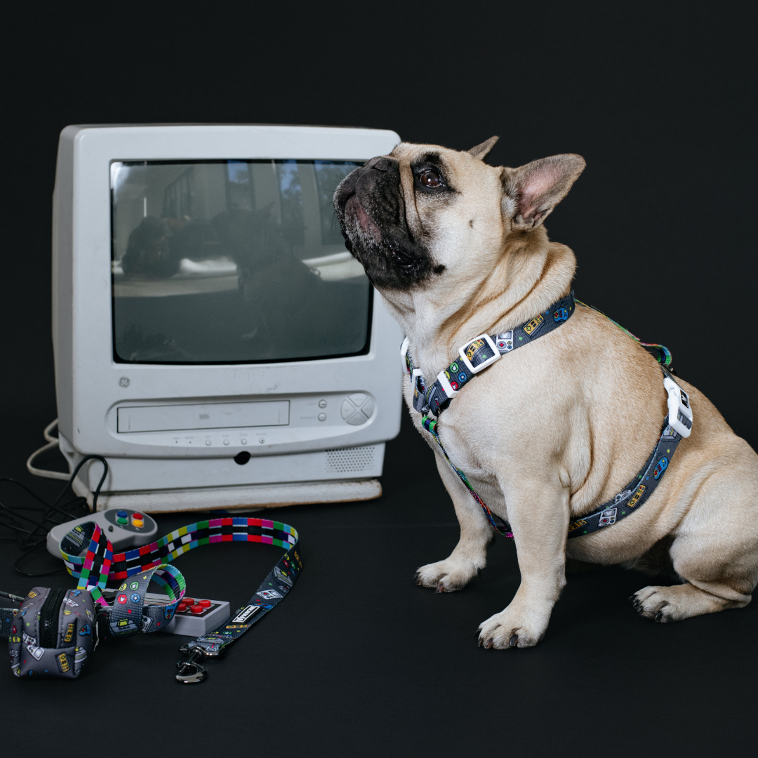 Frenchie Strap Harness - Gamer