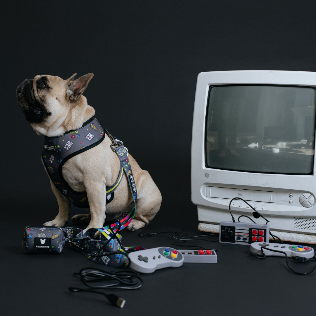 Frenchie Duo Reversible Harness - Gamer