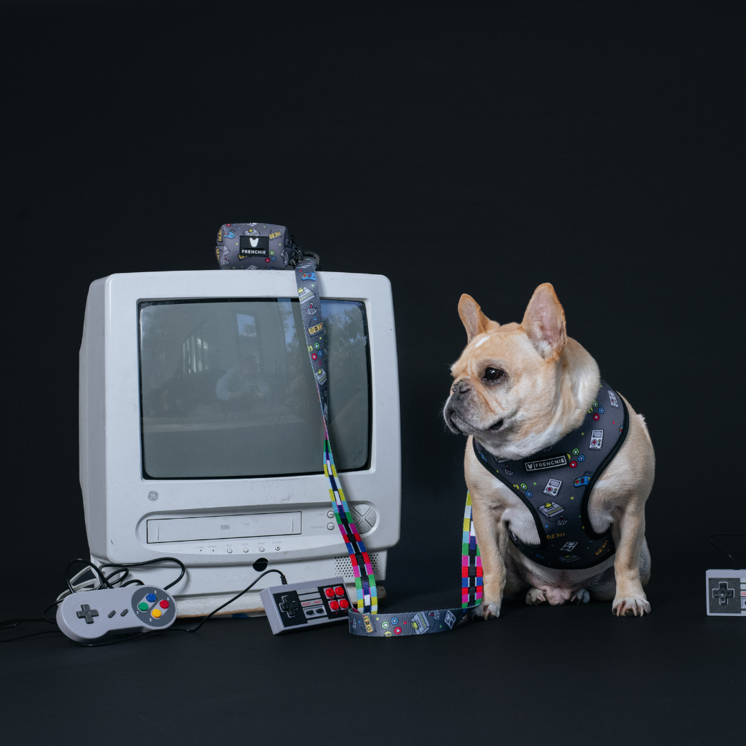Frenchie Duo Reversible Harness - Gamer