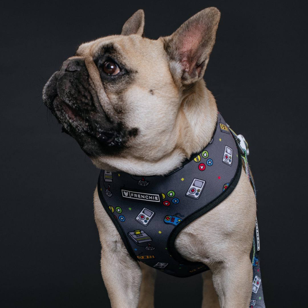 Frenchie Duo Reversible Harness - Gamer