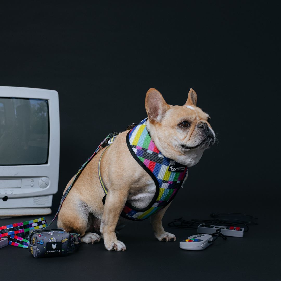 Frenchie Duo Reversible Harness - Gamer