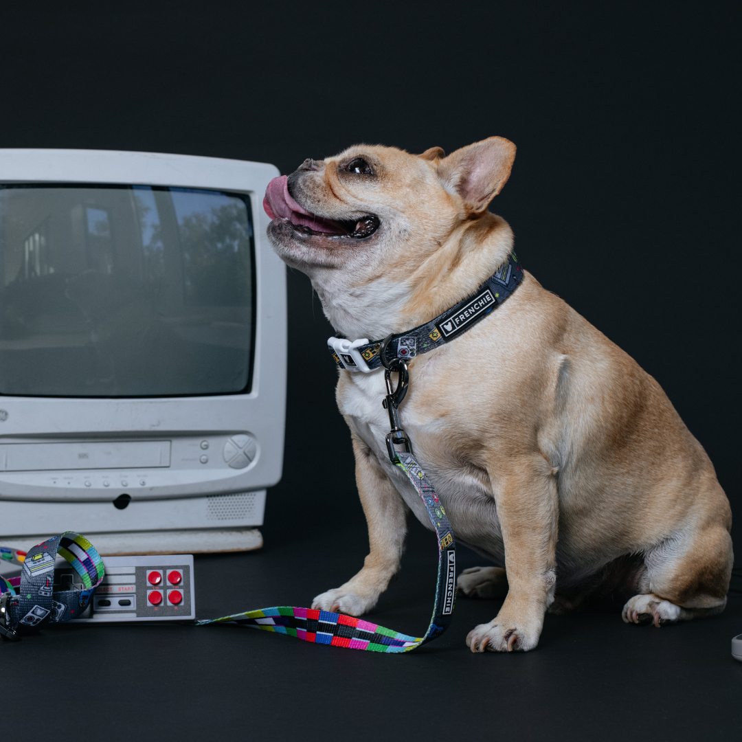 Frenchie Comfort Collar - Gamer