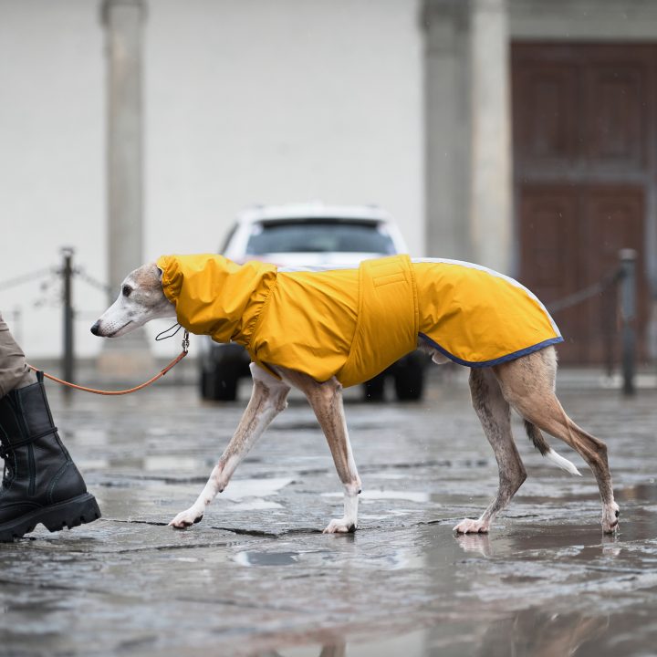 Sketches Raincoat for Greyhounds
