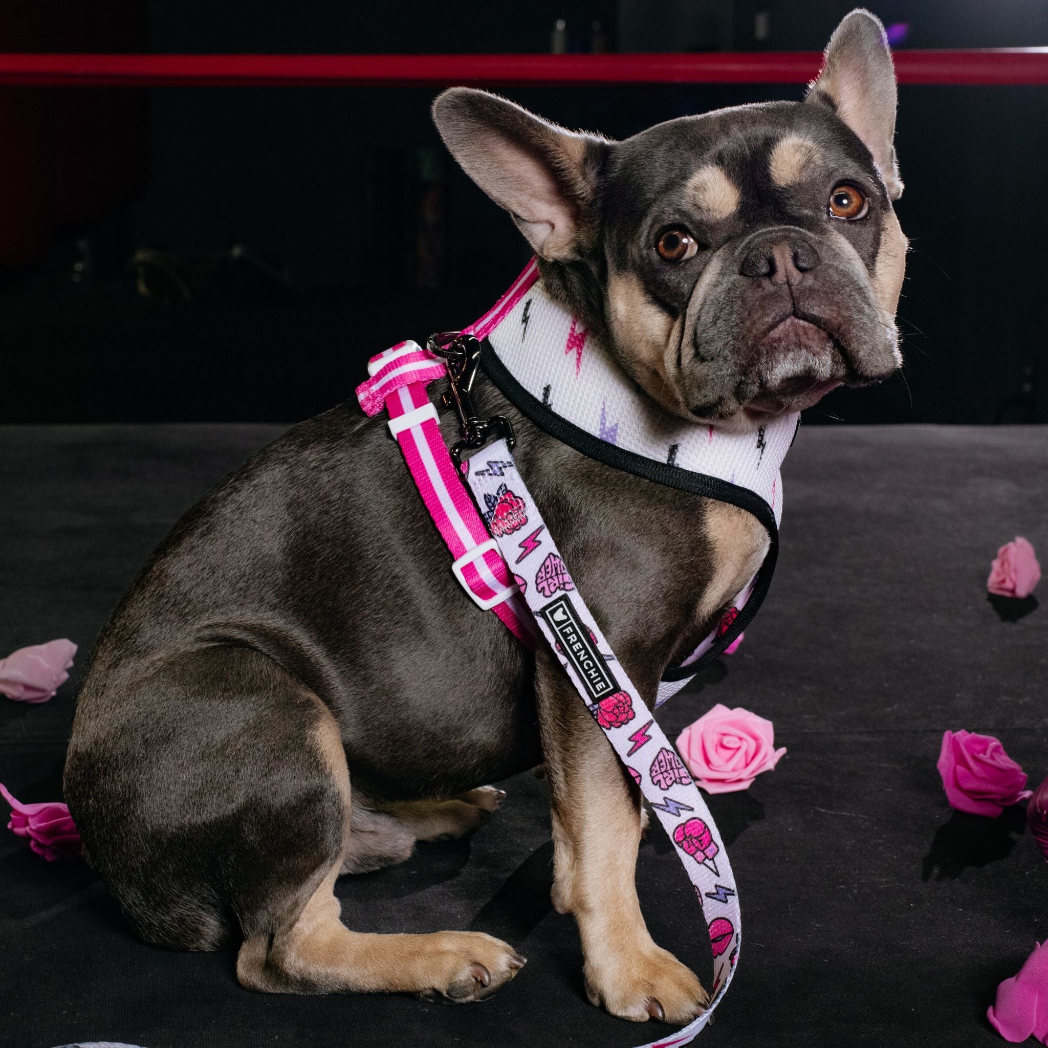 Frenchie Duo Reversible Harness - Girl Power