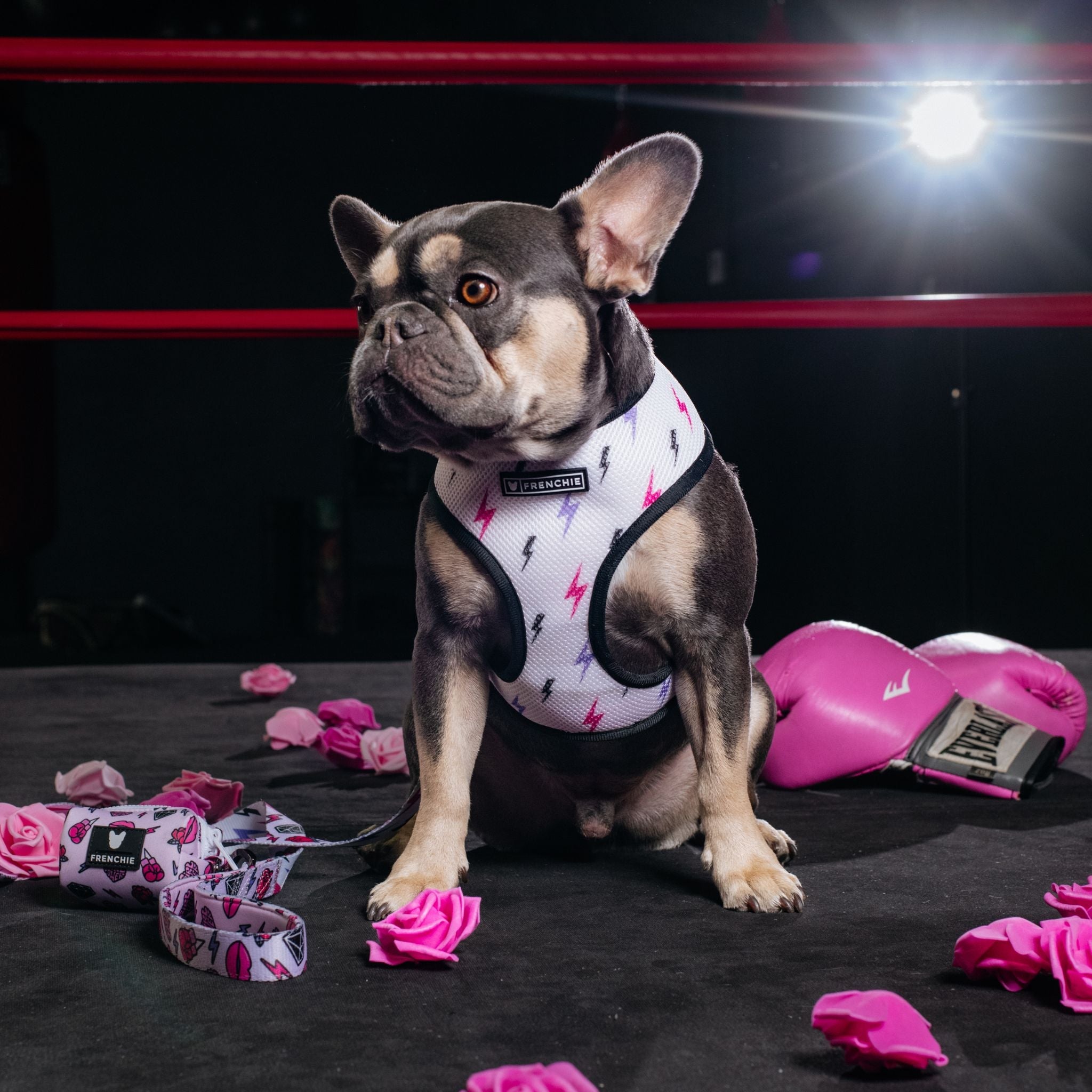 Frenchie Duo Reversible Harness - Girl Power