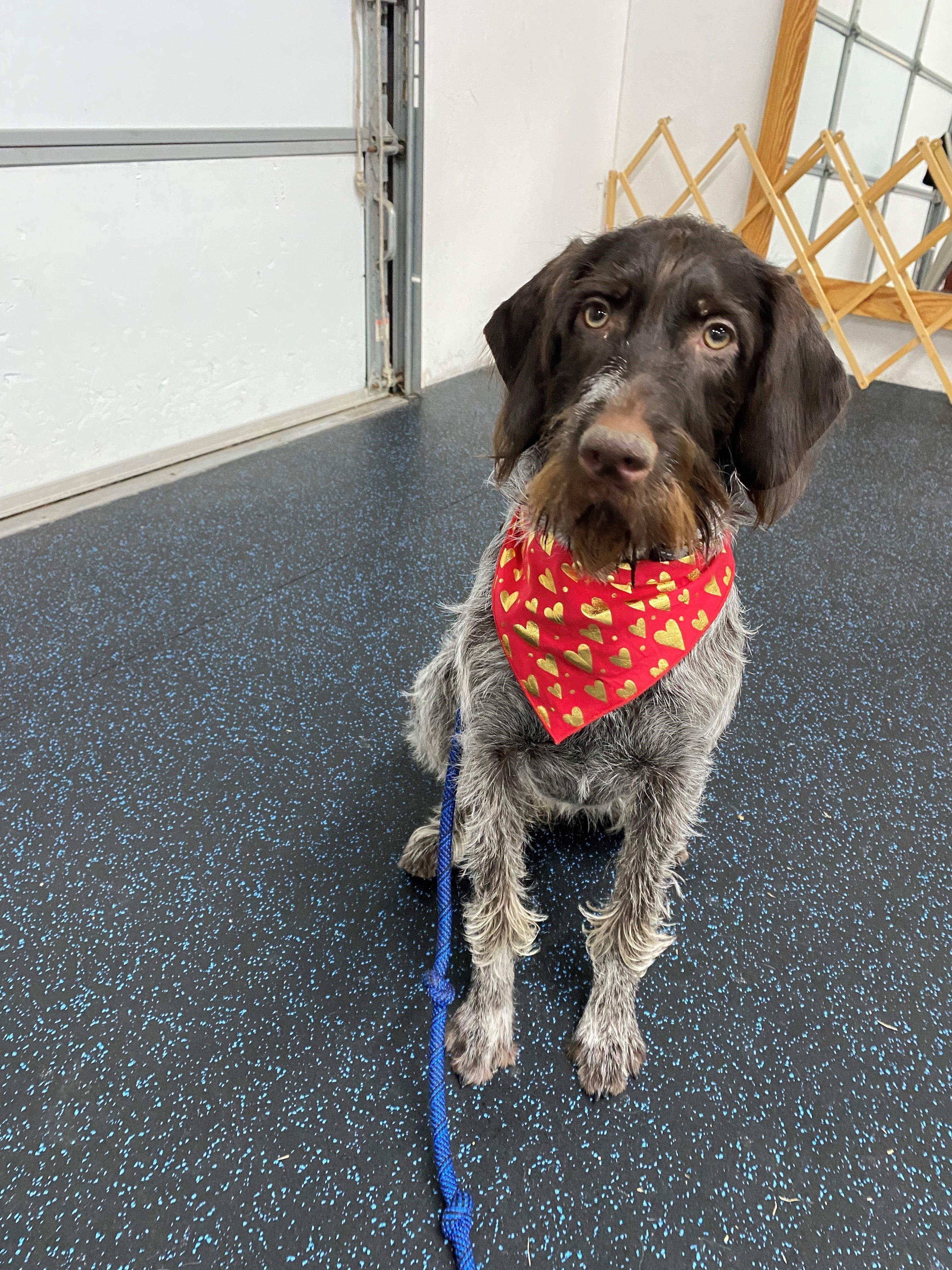 Gold Foil Hearts Valentines Day Bandana