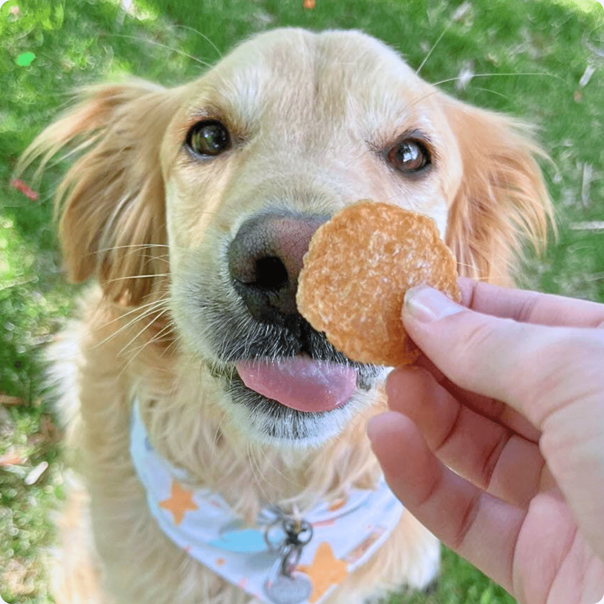 Farm To Pet Chicken Chips Dog Treats
