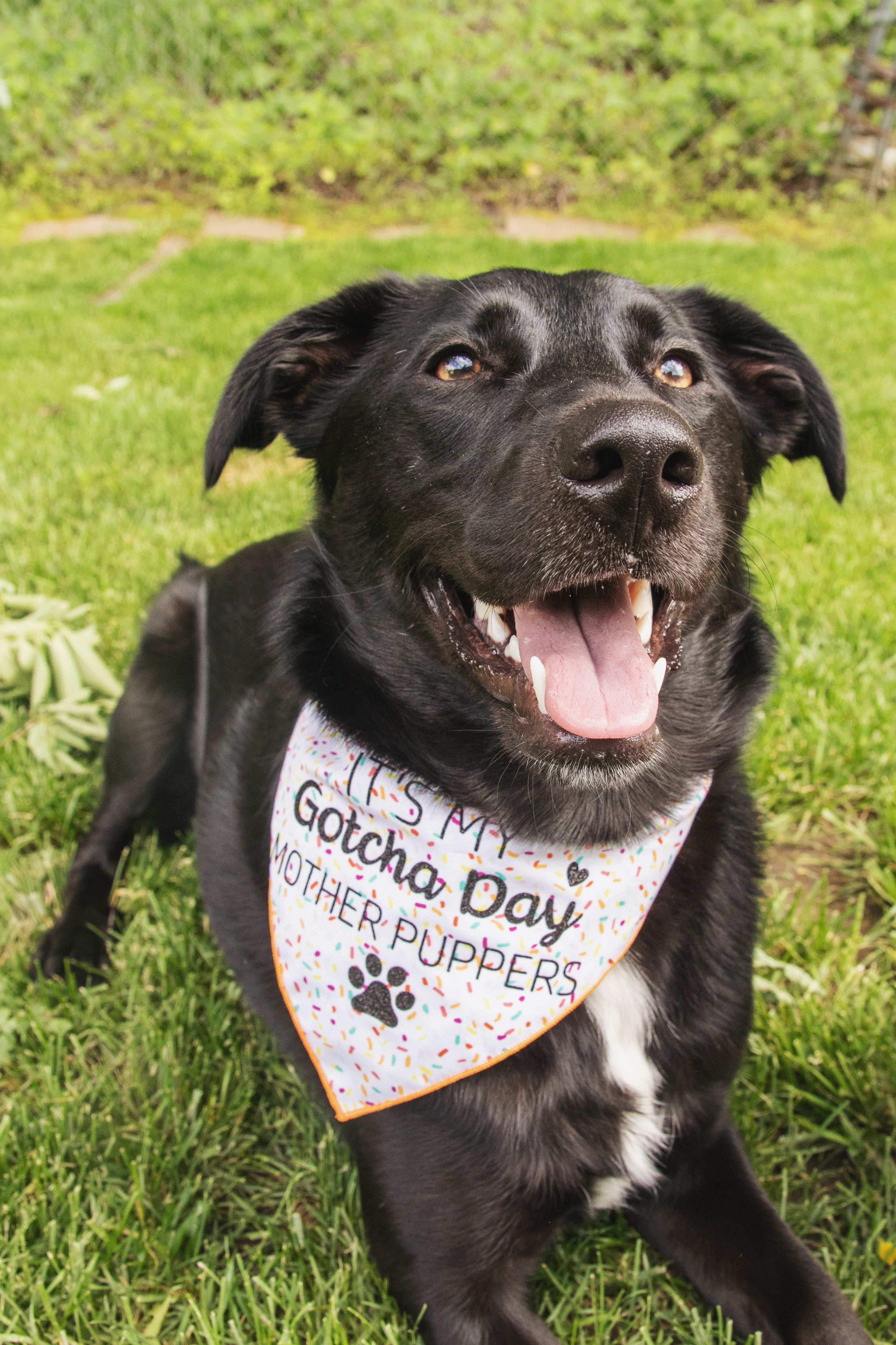 Gotcha Day Mother Puppers