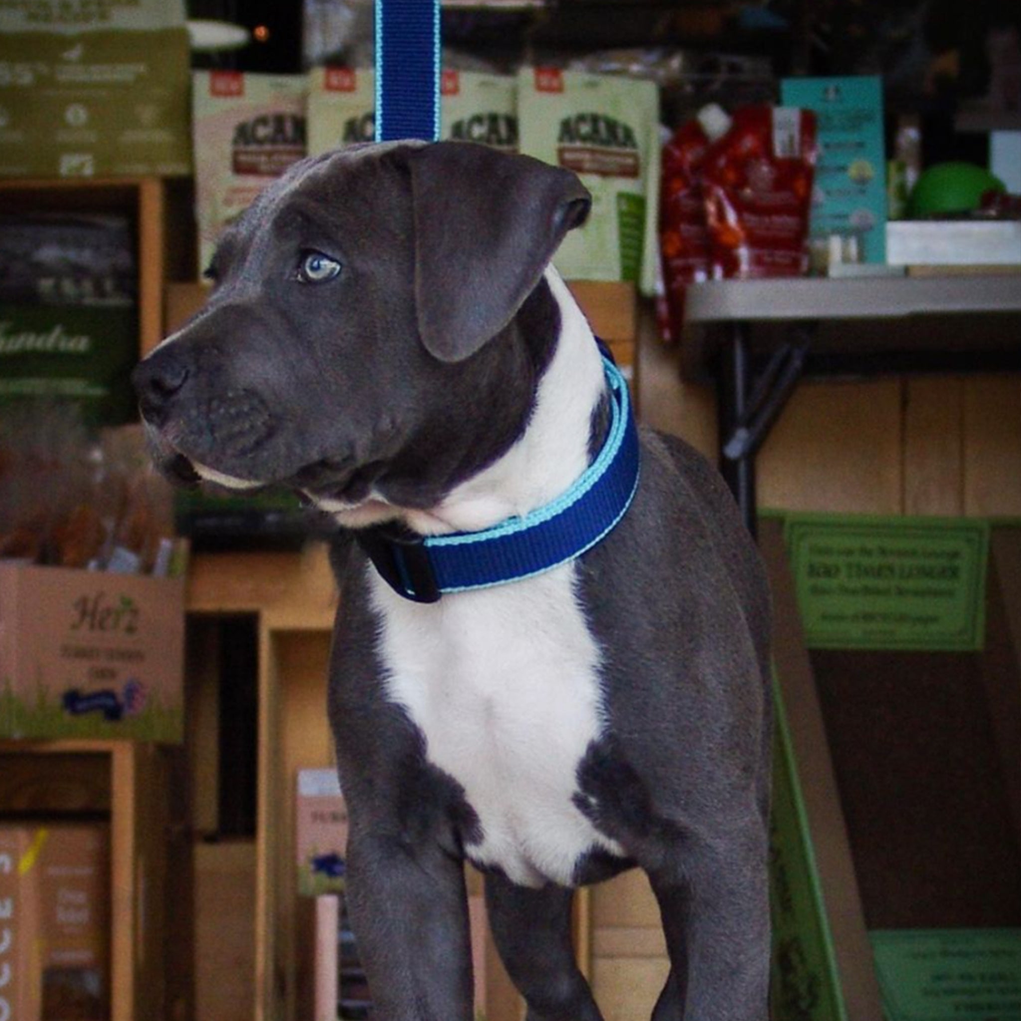 Color Market Dog Lead