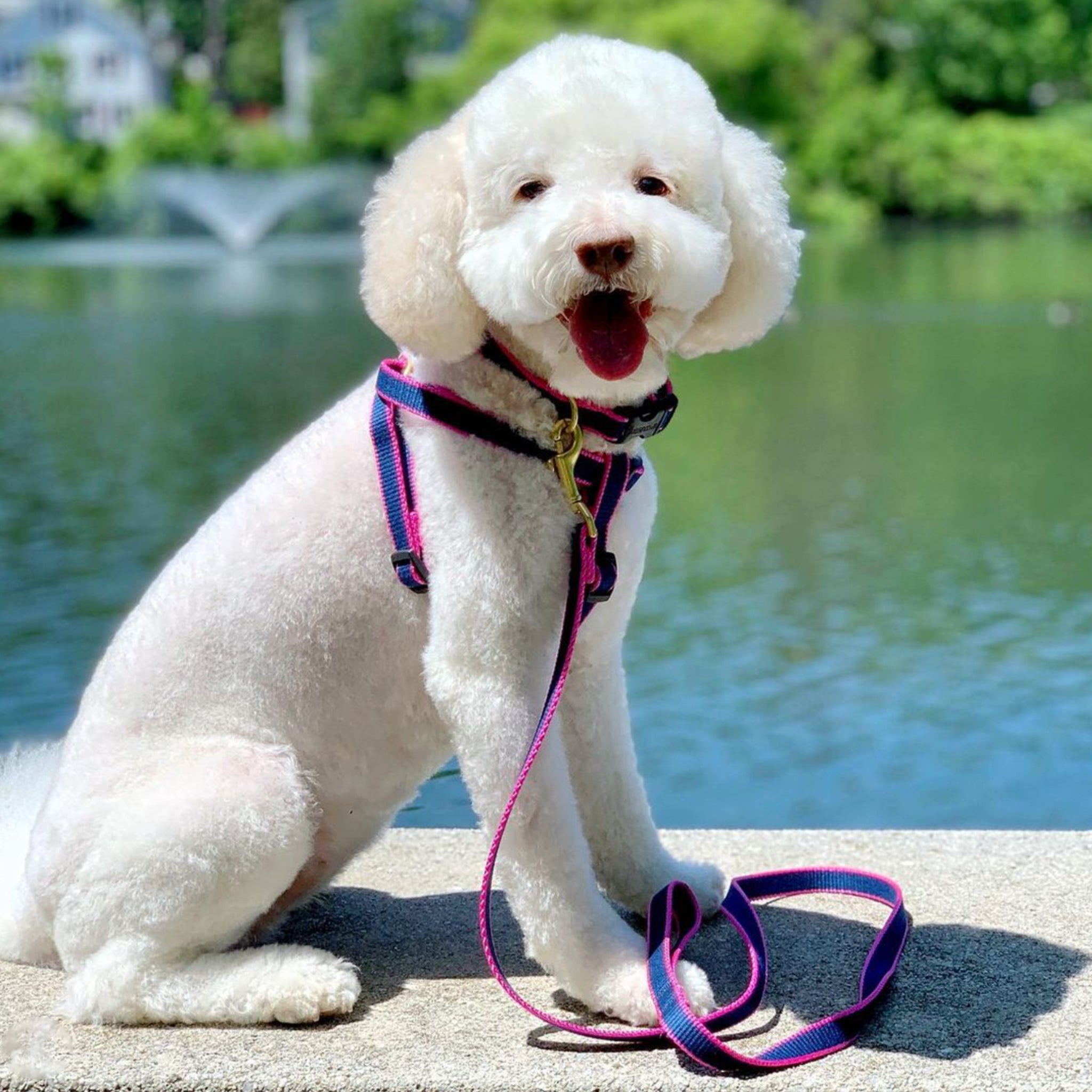 Color Market Dog Lead