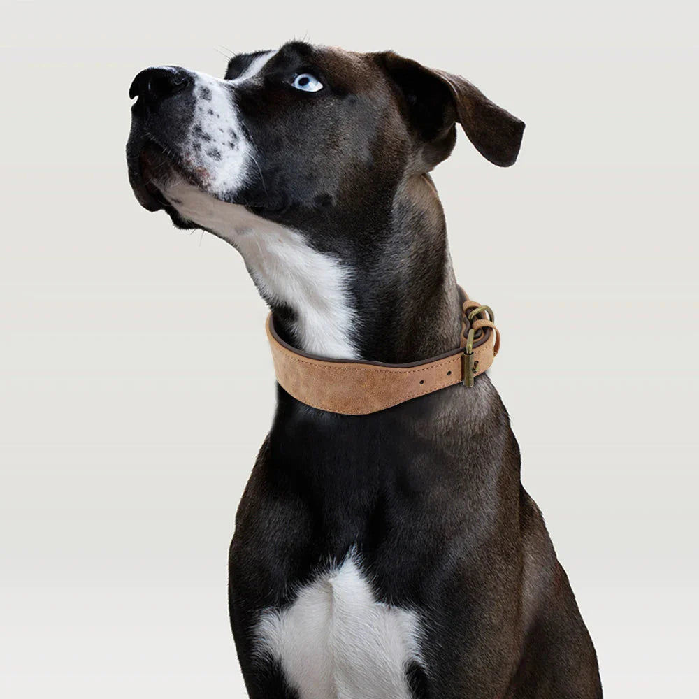 The Wide Luxe Collar - Padded Leather for Large Dogs
