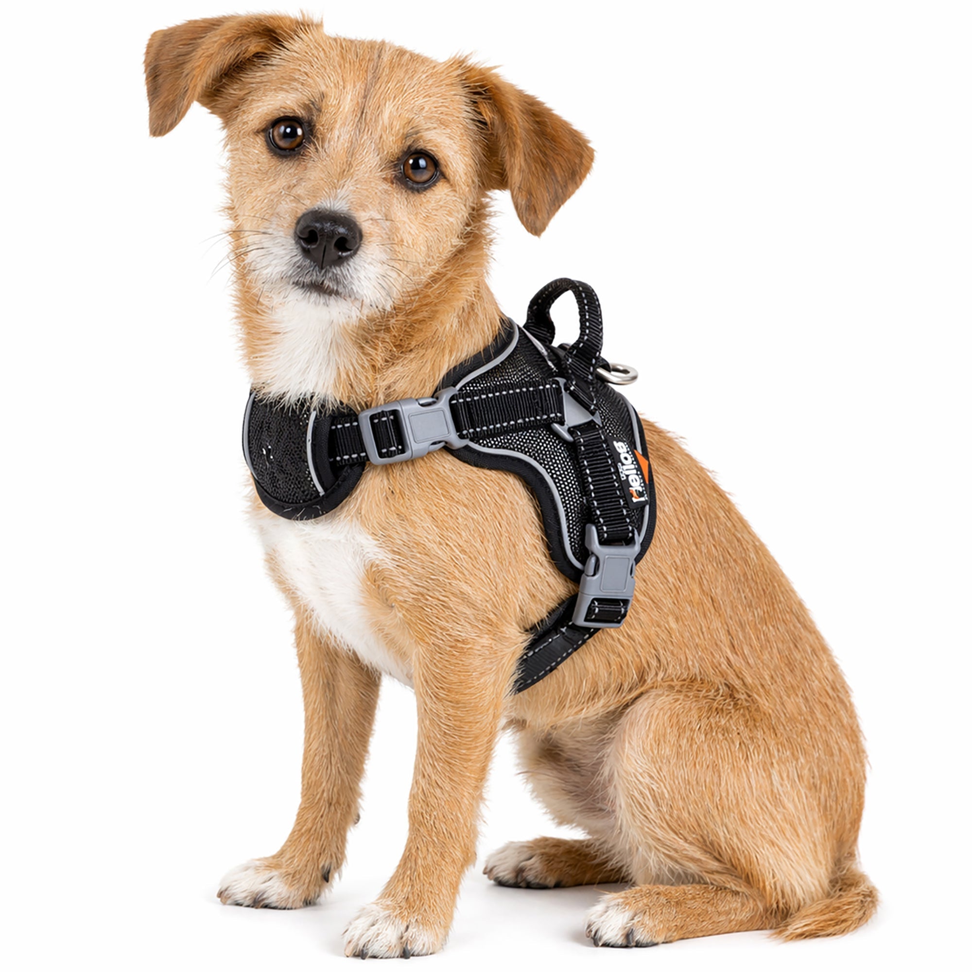 Dog Helios Scorpion Sporty High-Performance Free-Range Dog Harness | HT Animal Supply