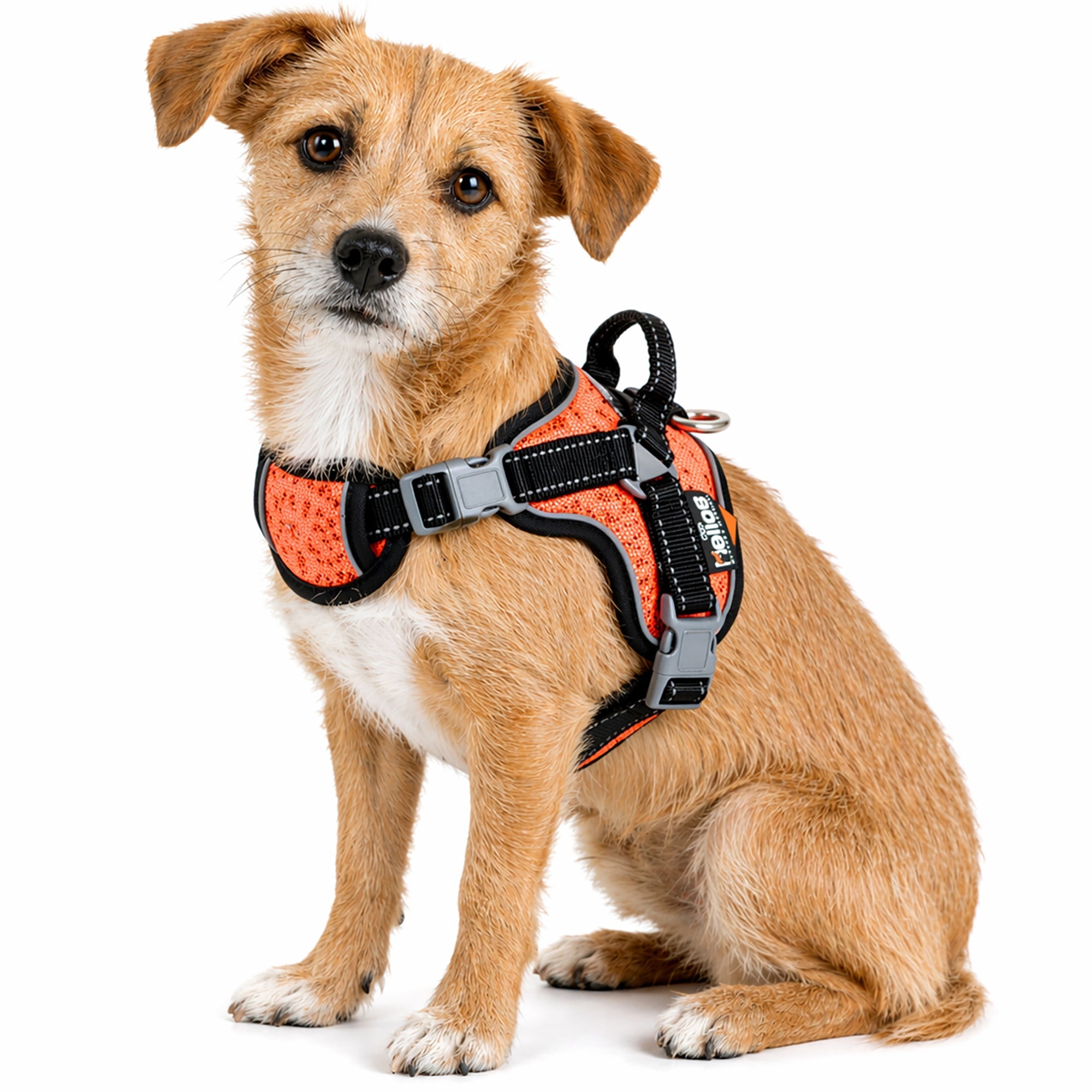 Dog Helios Scorpion Sporty High-Performance Free-Range Dog Harness | HT Animal Supply