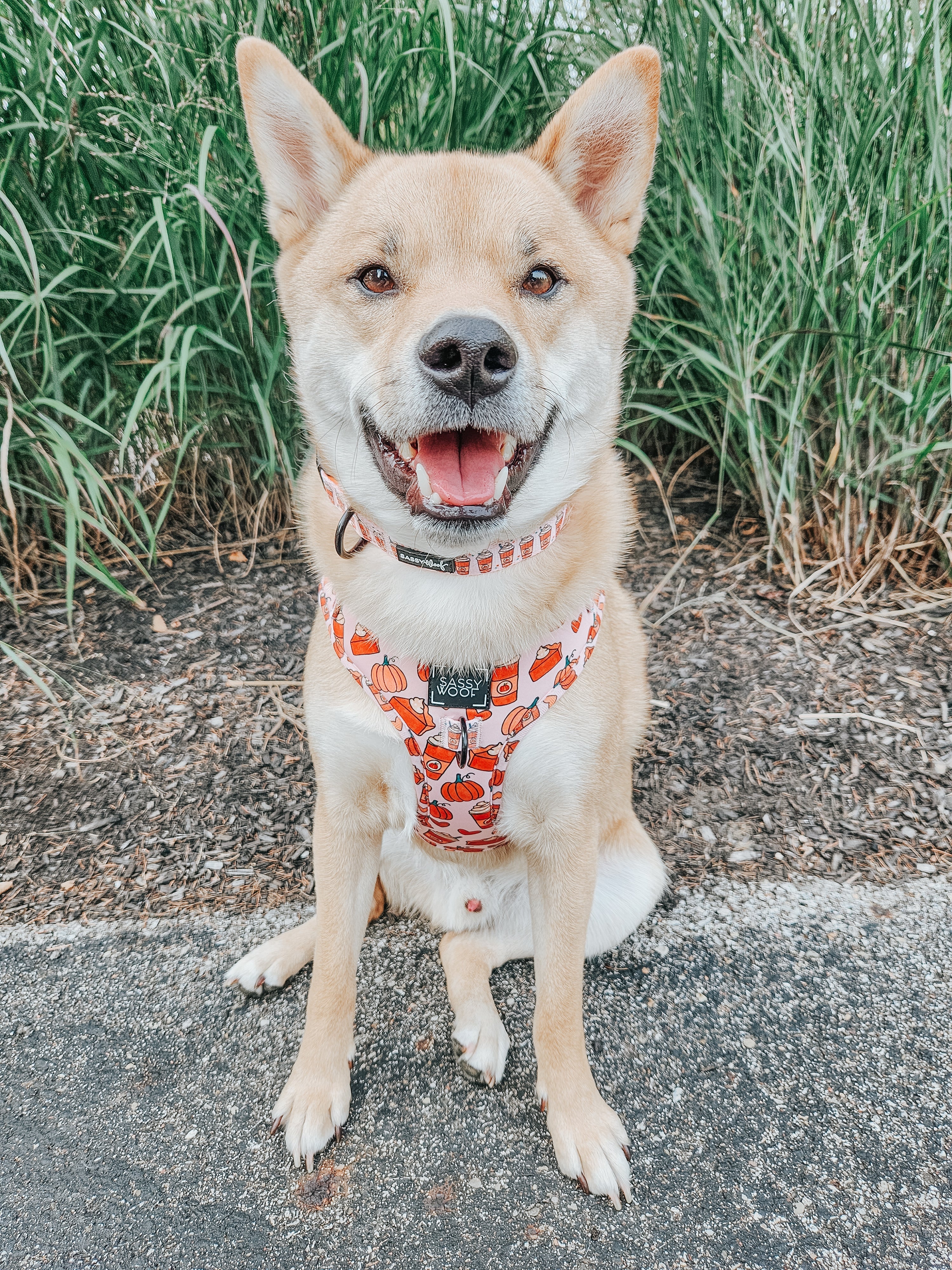 Dog Collar - Pie There!