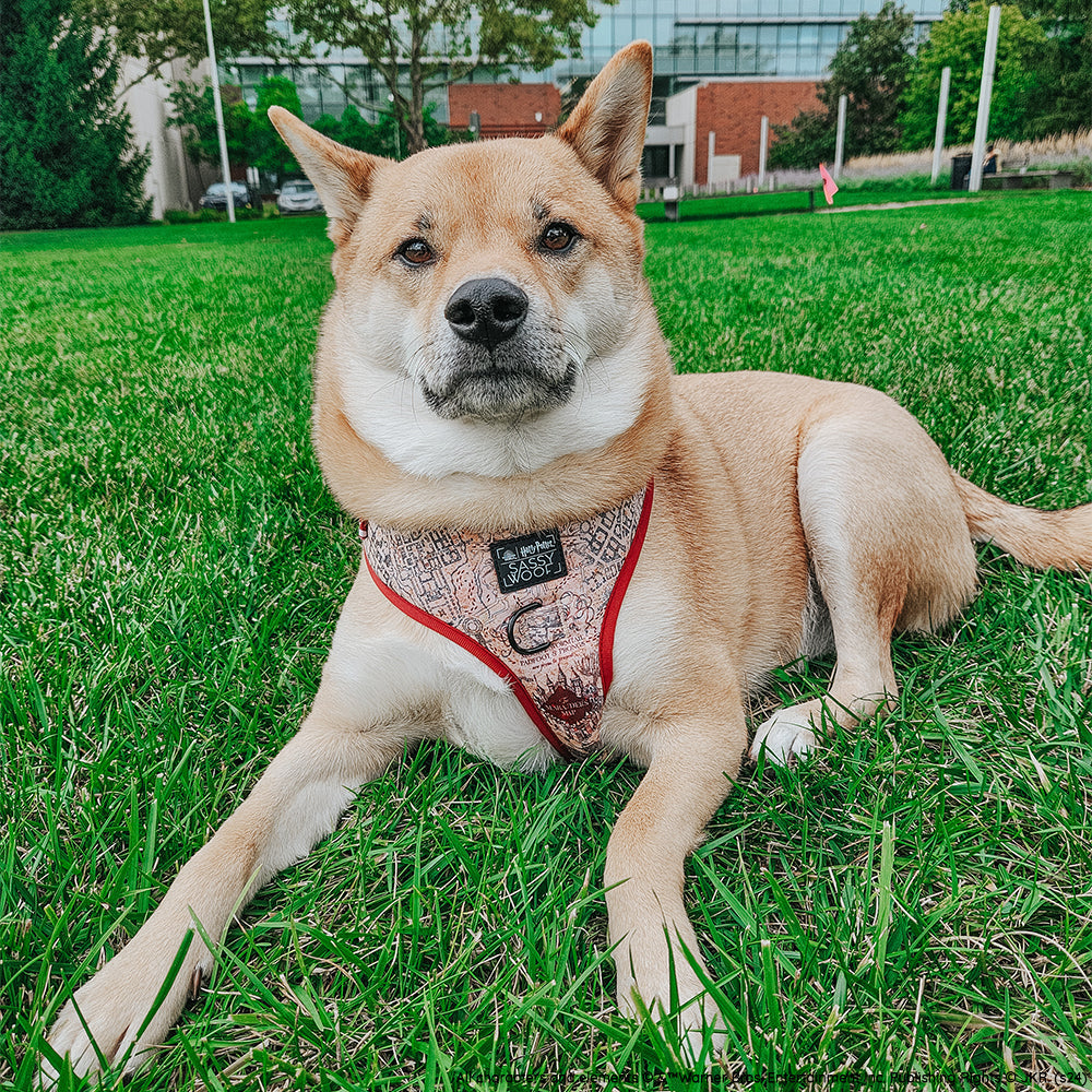 Dog Adjustable Harness - Harry Potter™ Marauders Map™