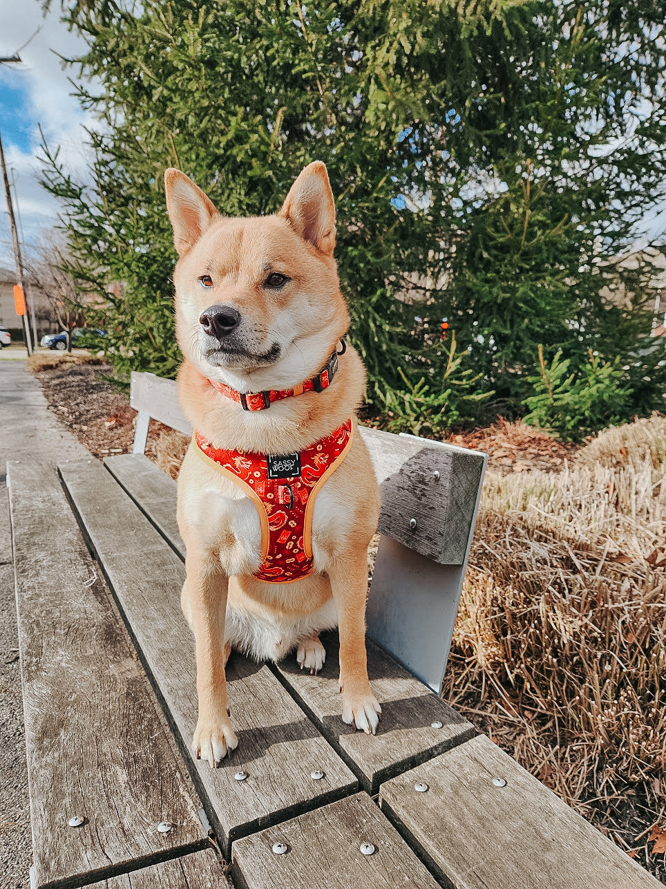 Dog Collar - Lucky Dragon