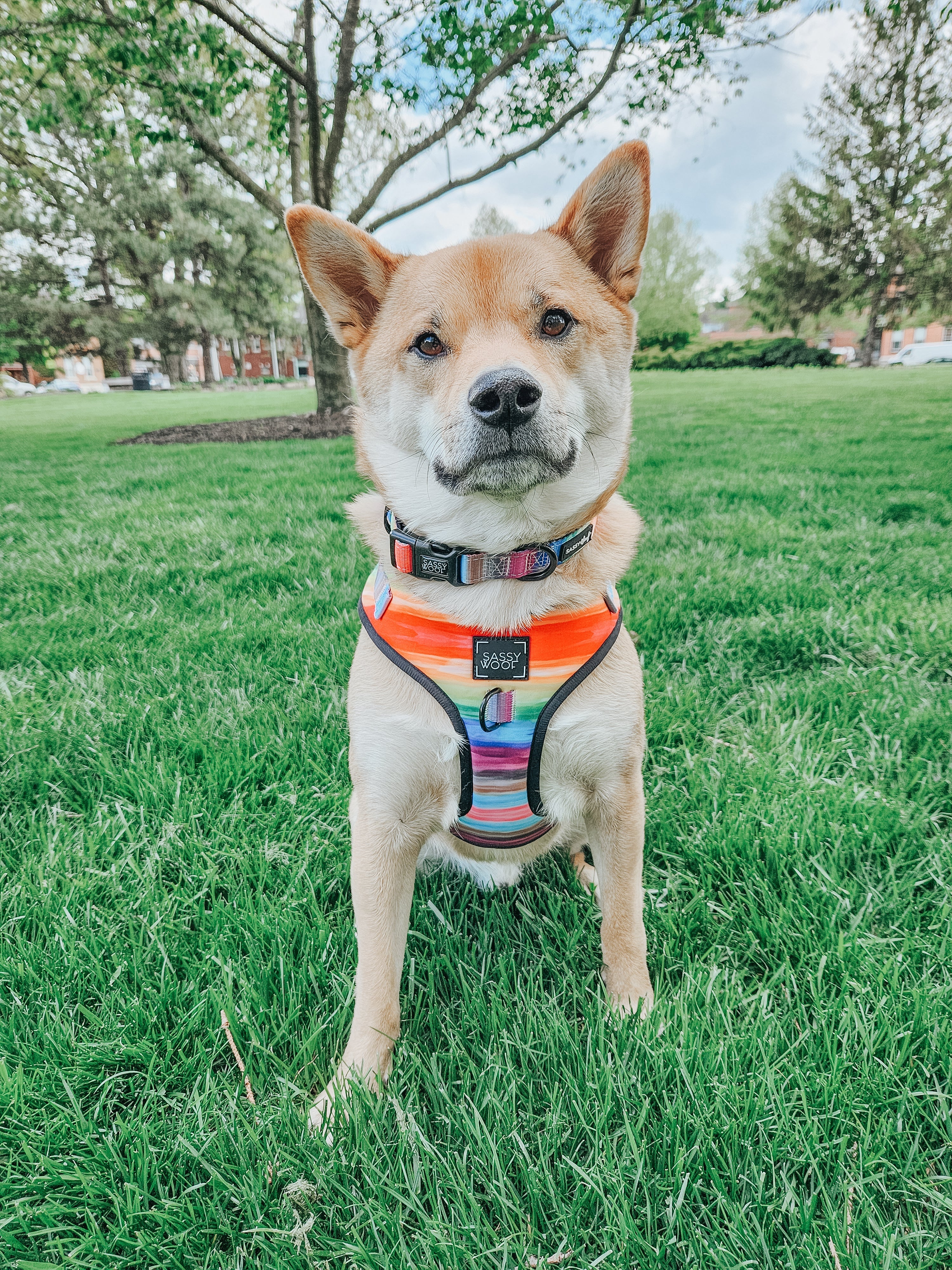 Dog Collar - Love You Fur You