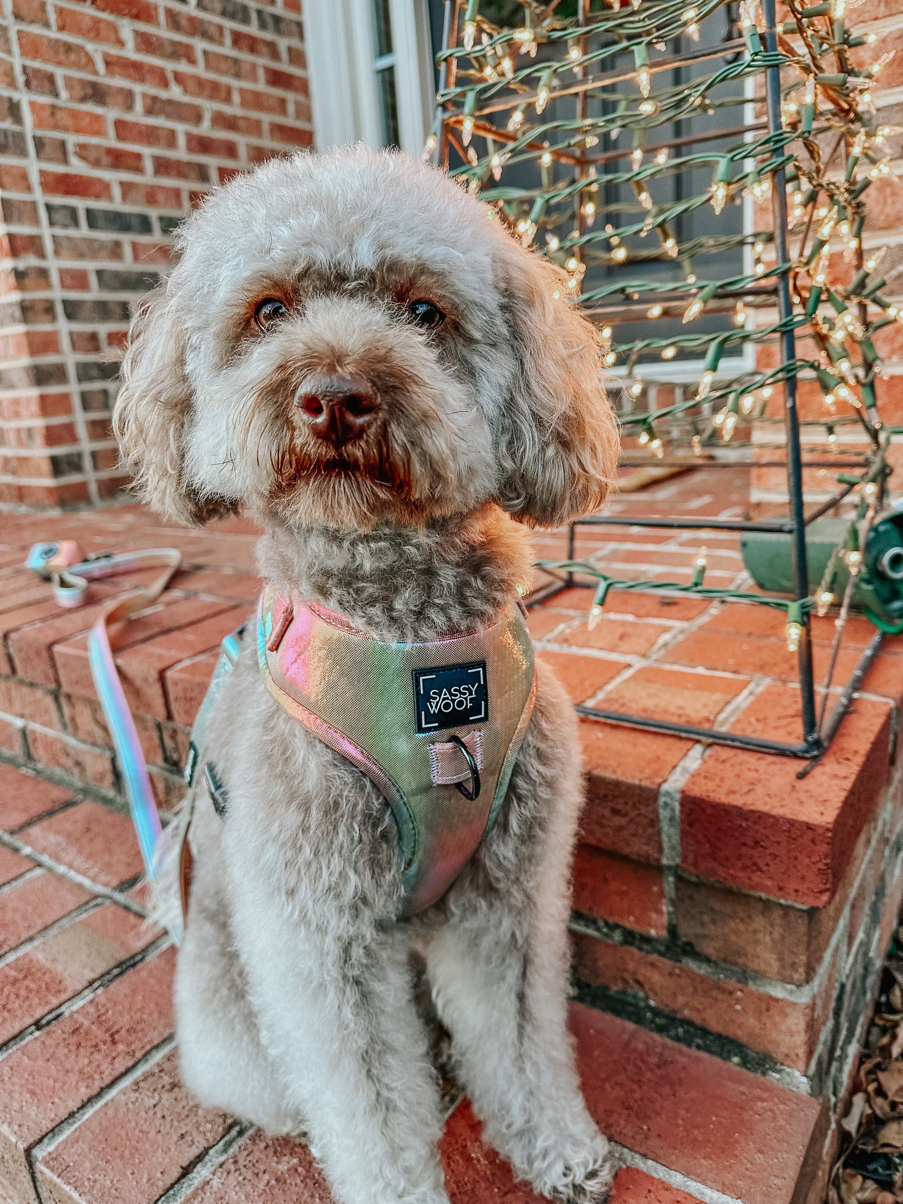 Dog Adjustable Harness - The Night Life