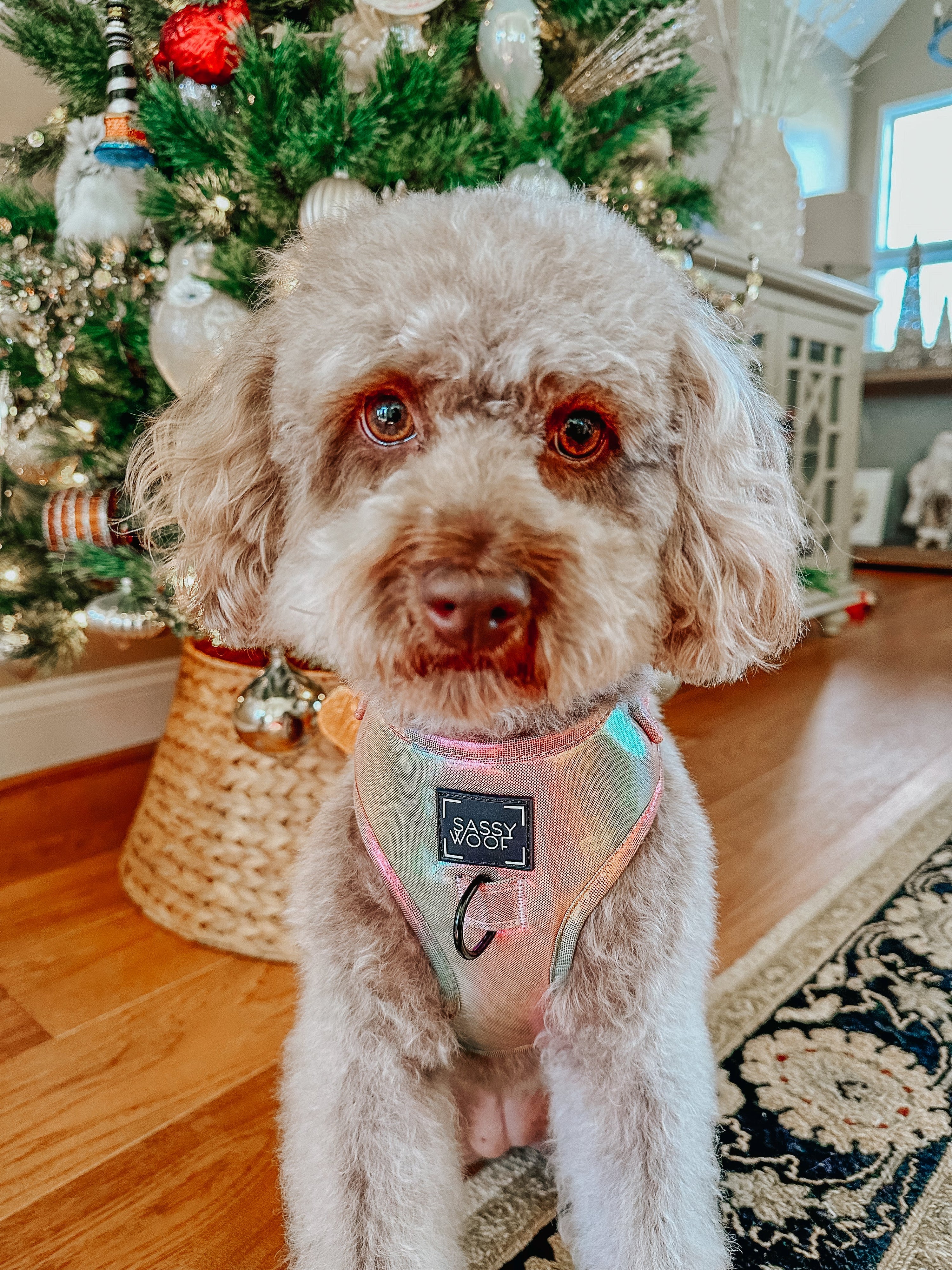 Dog Adjustable Harness - The Night Life