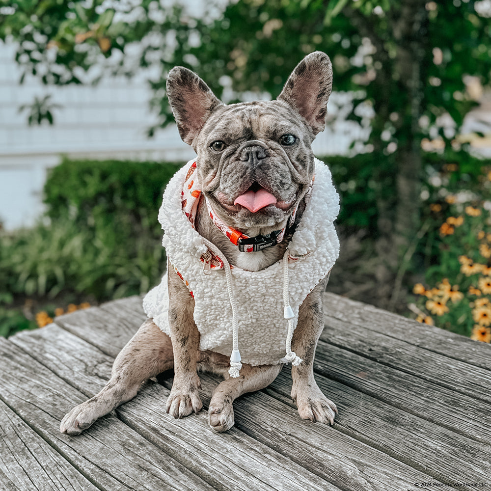 Dog Collar - Peanuts™ Harvest