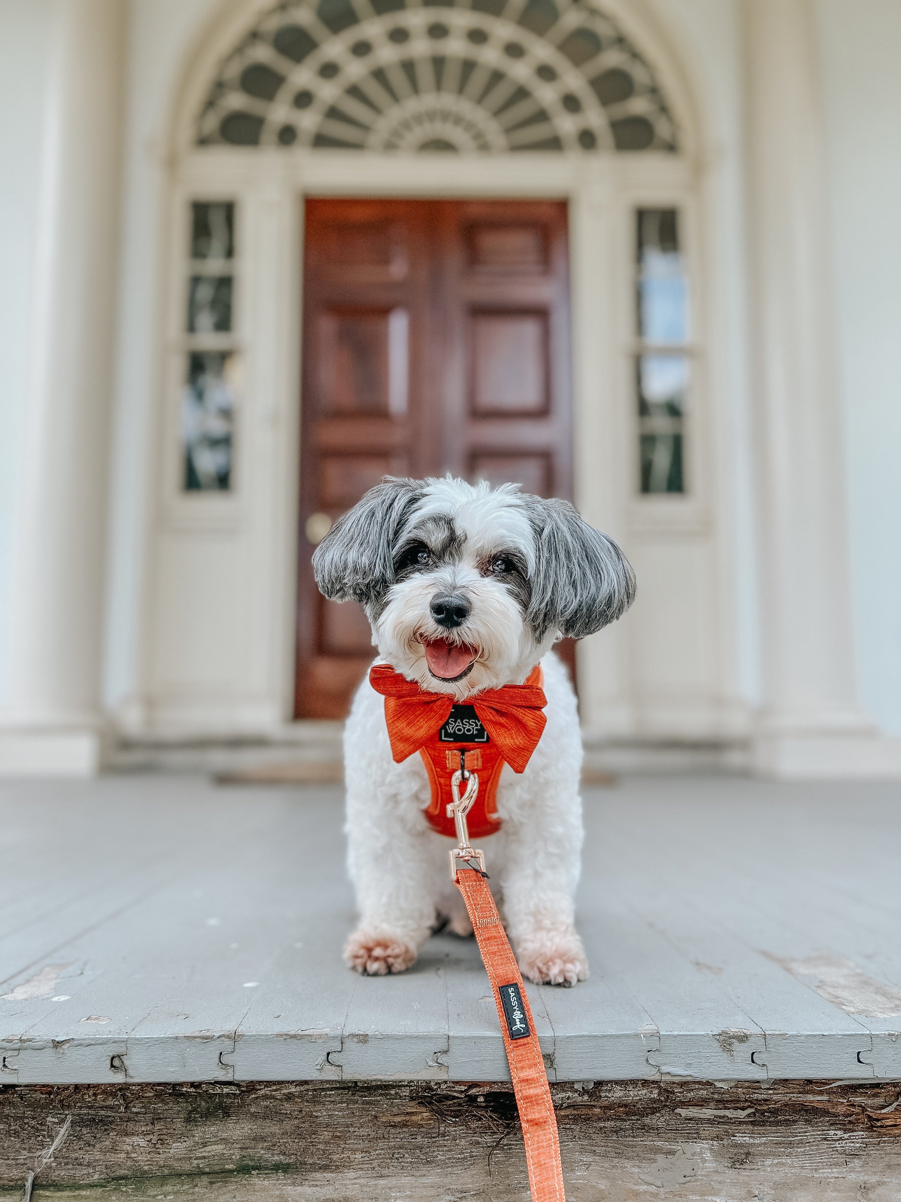 Dog Leash - Foxy