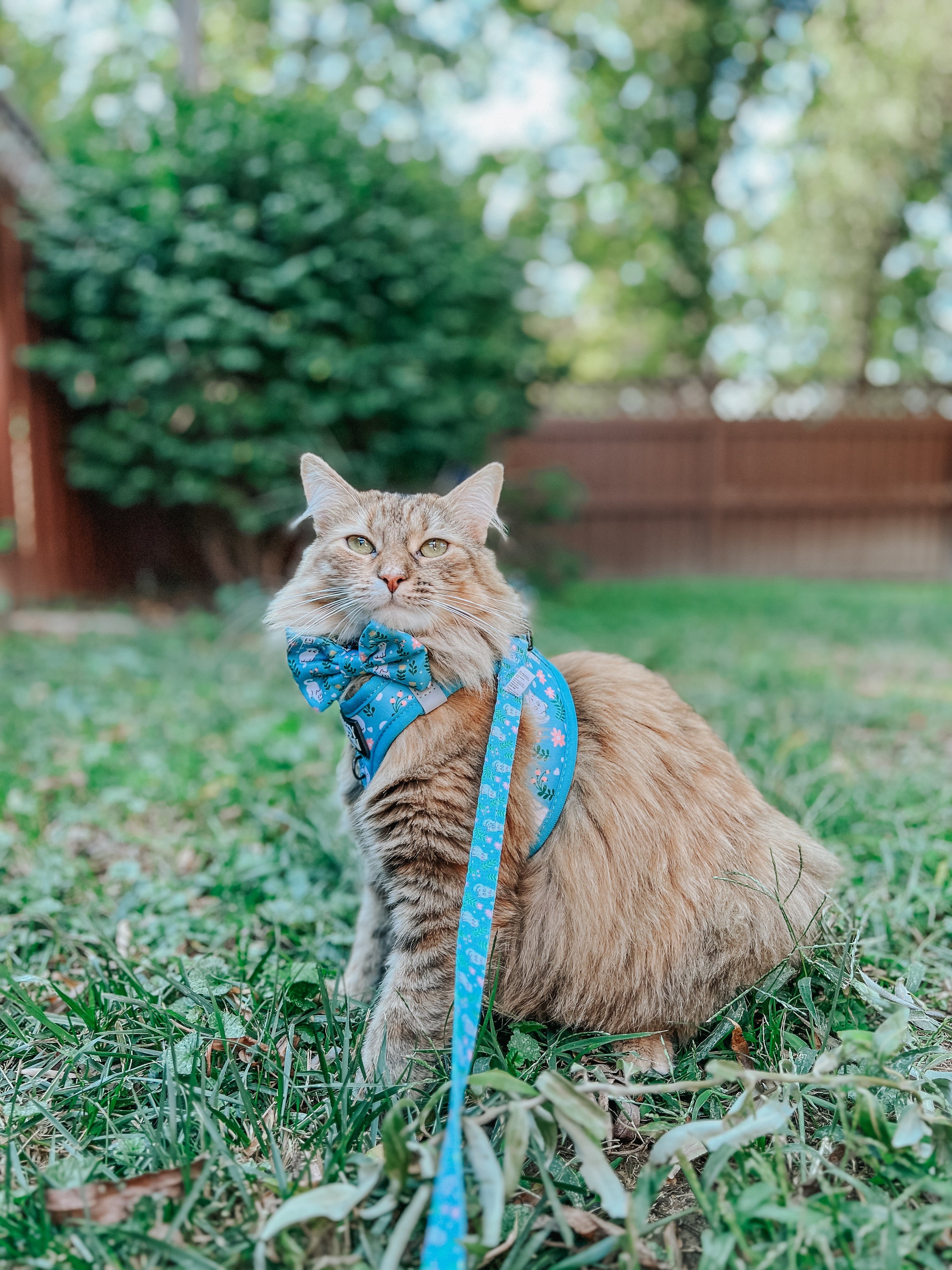 Cat Leash - Purrs & Petals