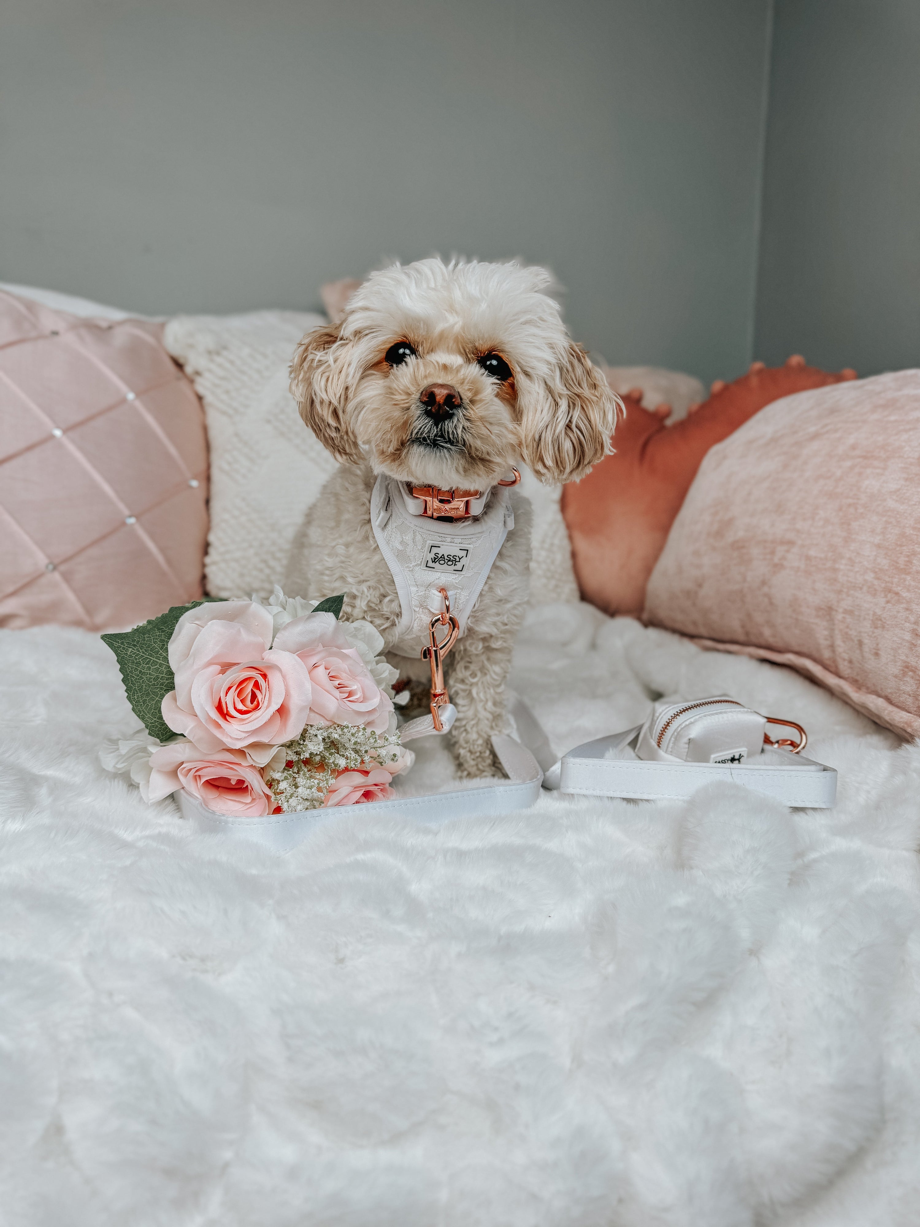 Dog Collar - Pup of Honor