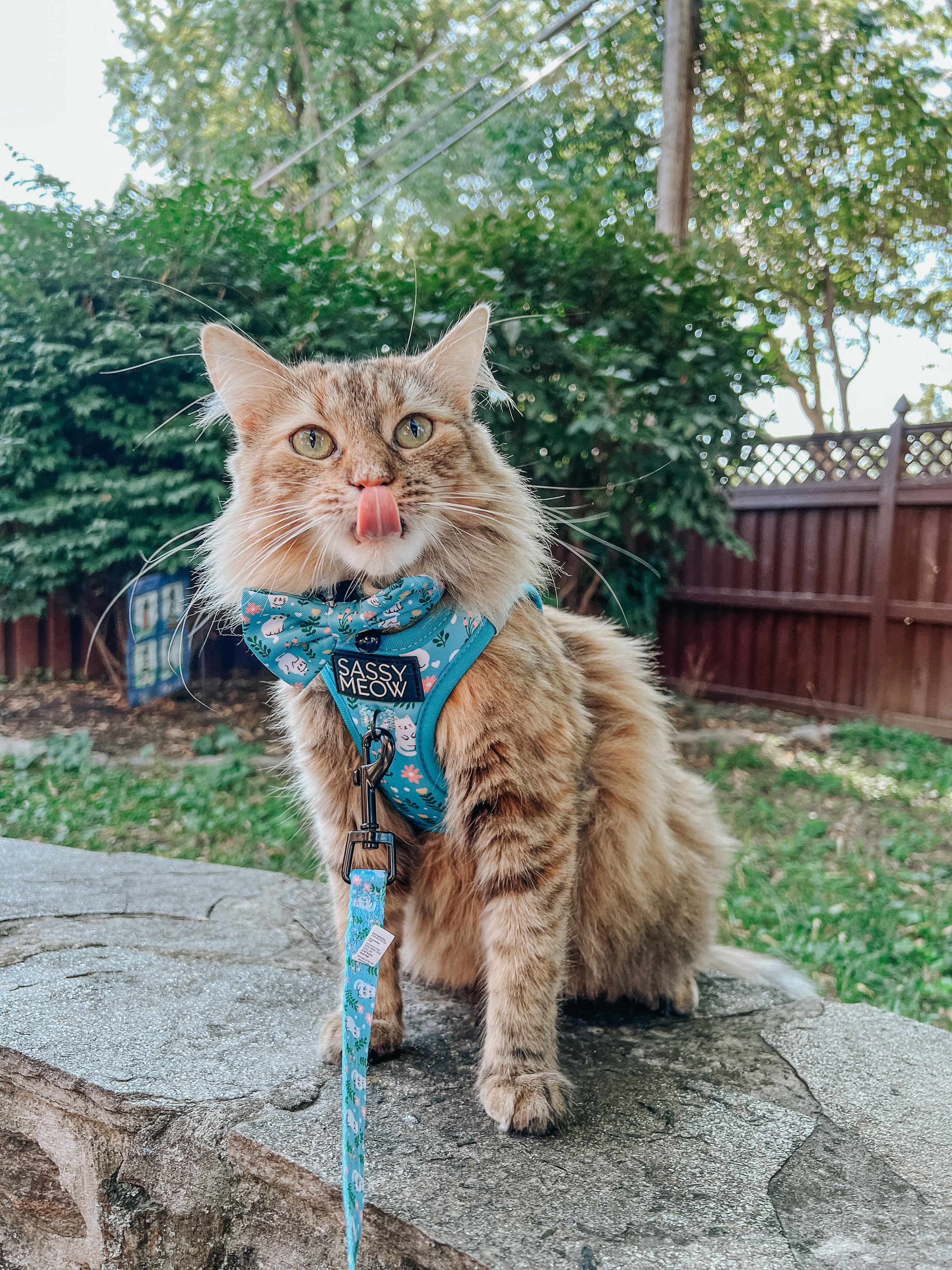 Cat Leash - Purrs & Petals