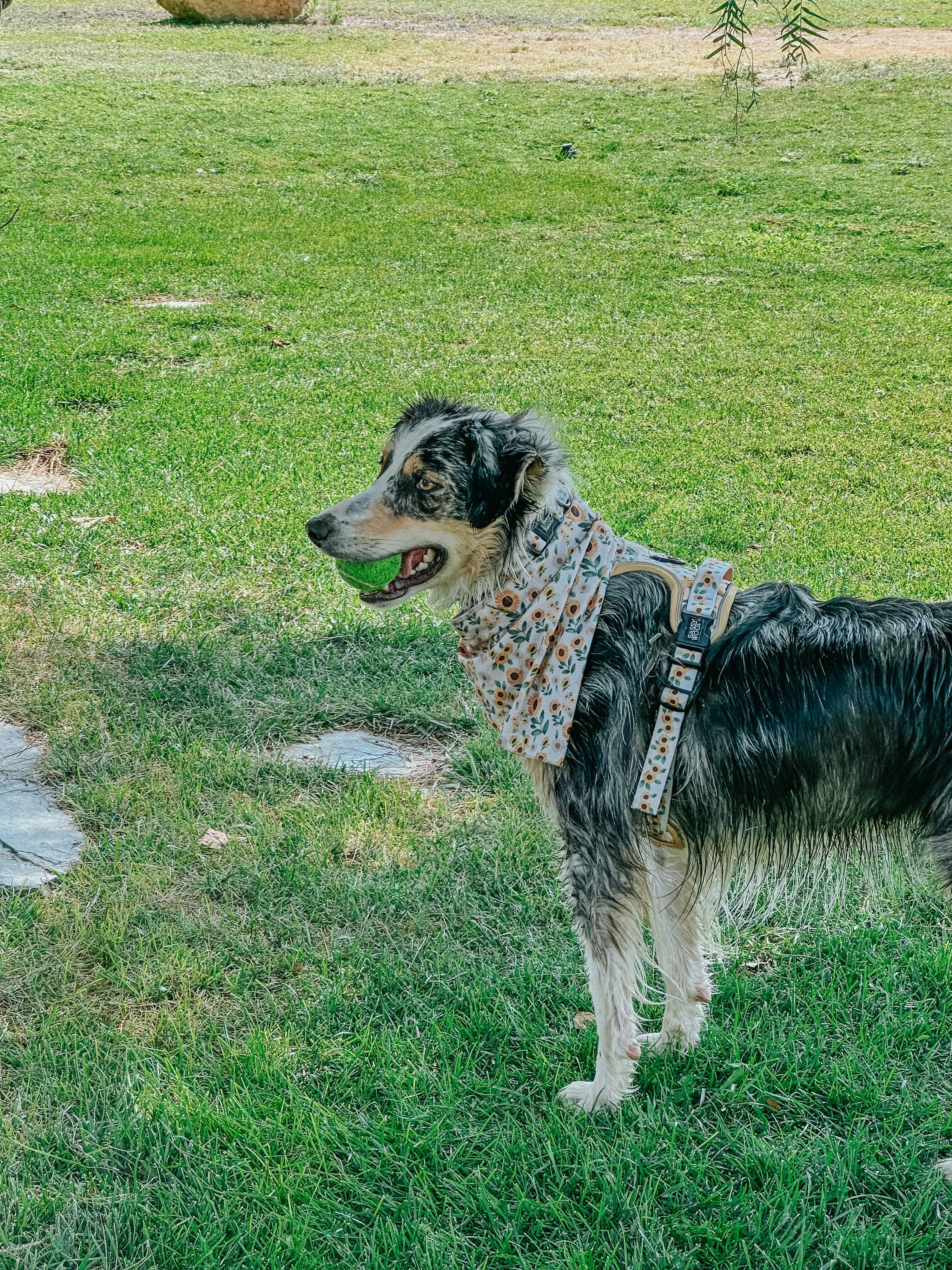 Dog Step-In Harness - Sunflower Dreams