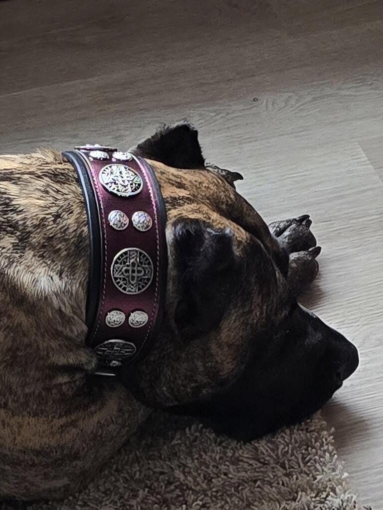Bestia Hektor Burgundy Limited Edition Leather Dog Collar