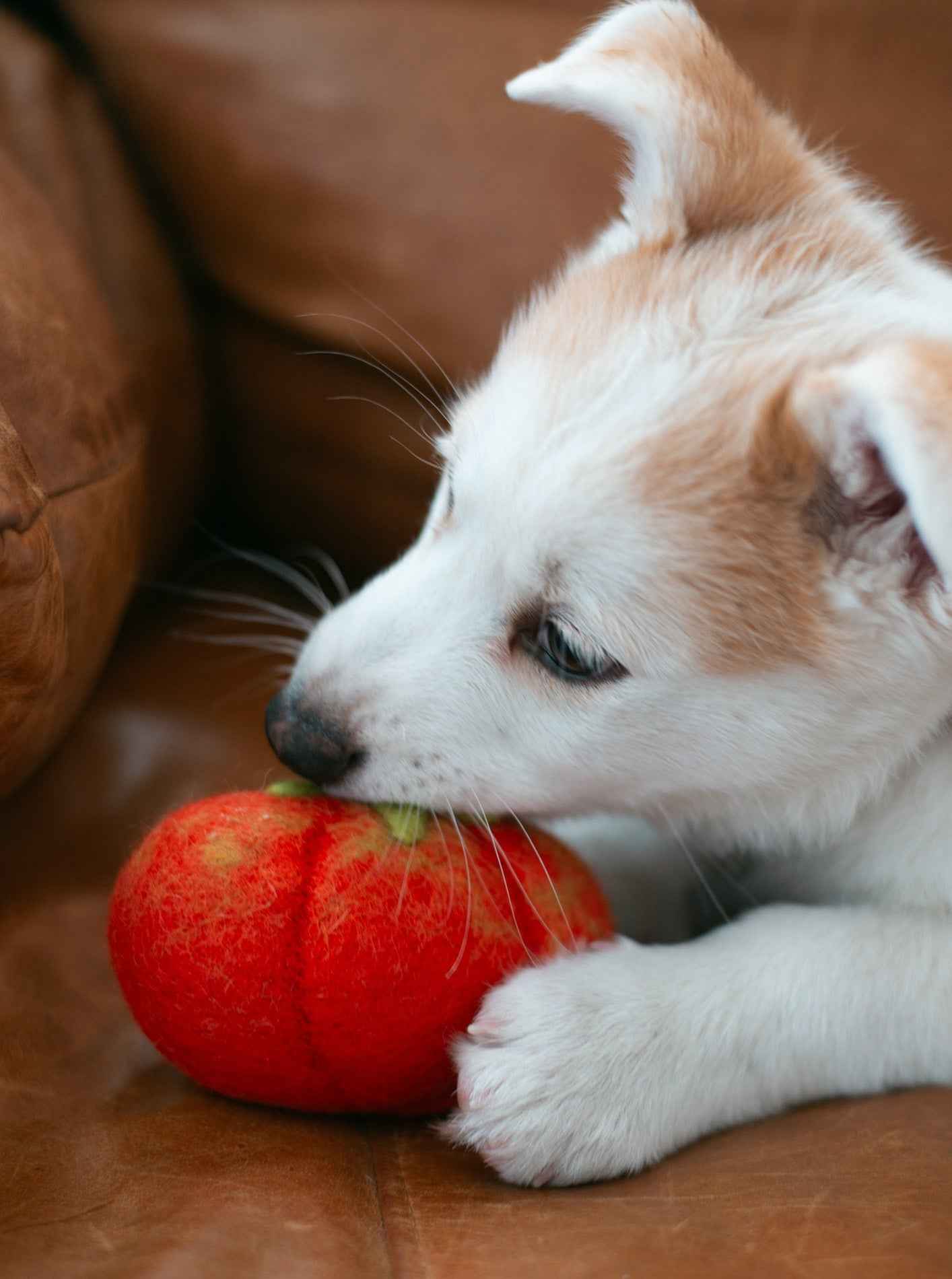 Heirloom Tomato Wool Dog & Cat Toy