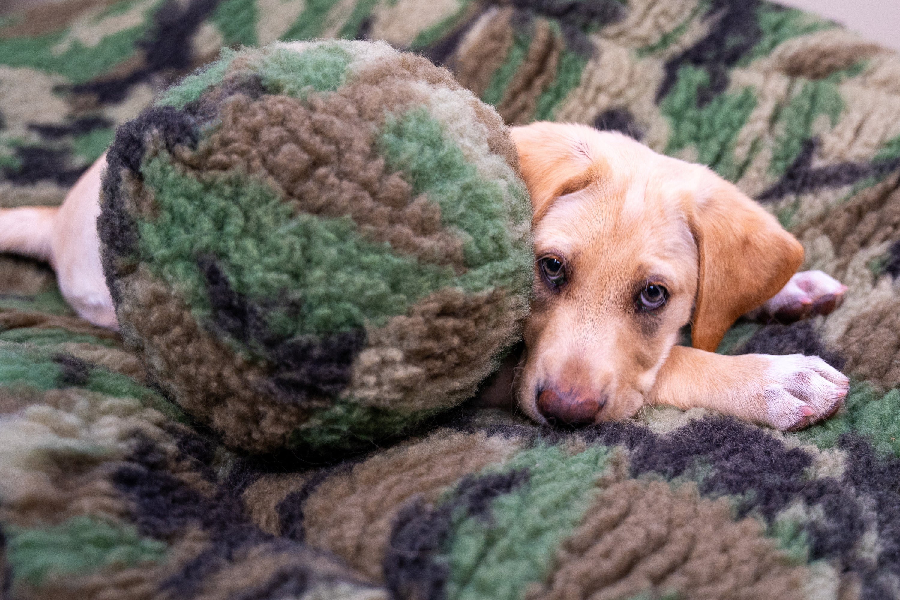HuggleCauseTM, Warrior Canine Connection, Camouflage HuggleFleece Plush Ball Dog Toy