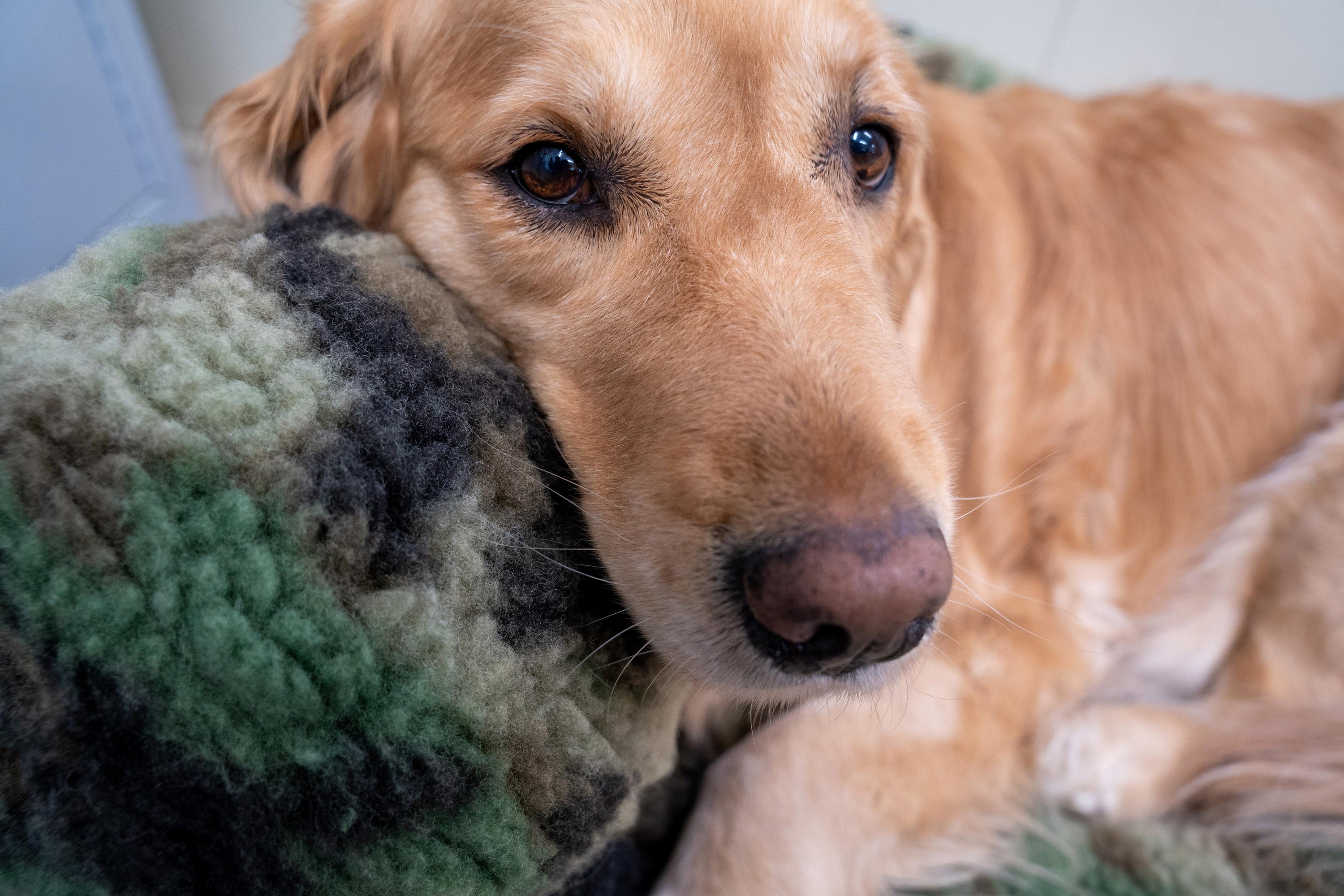 HuggleCauseTM, Warrior Canine Connection, Camouflage HuggleFleece Plush Ball Dog Toy