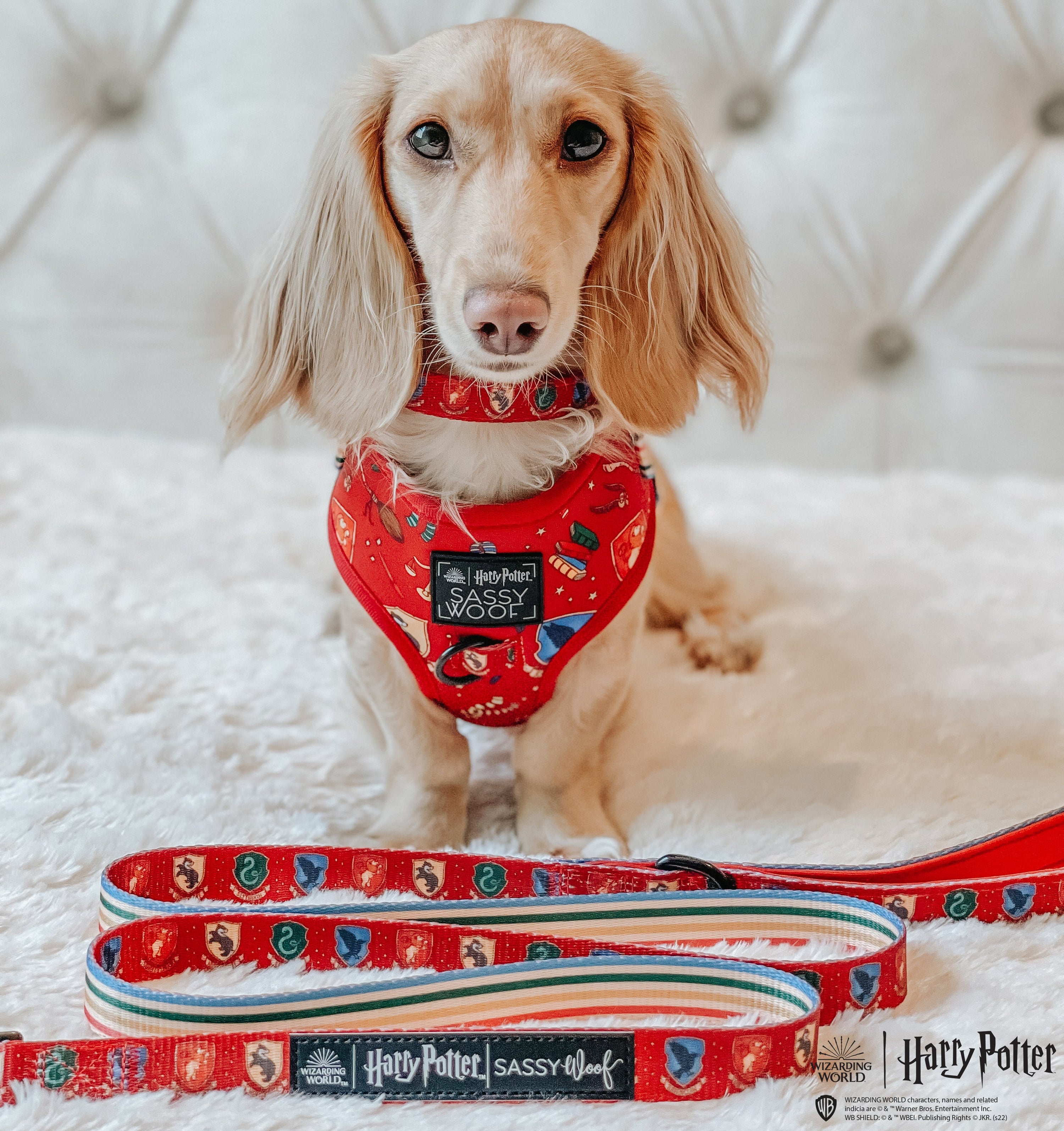 Dog Collar - Harry Potter™