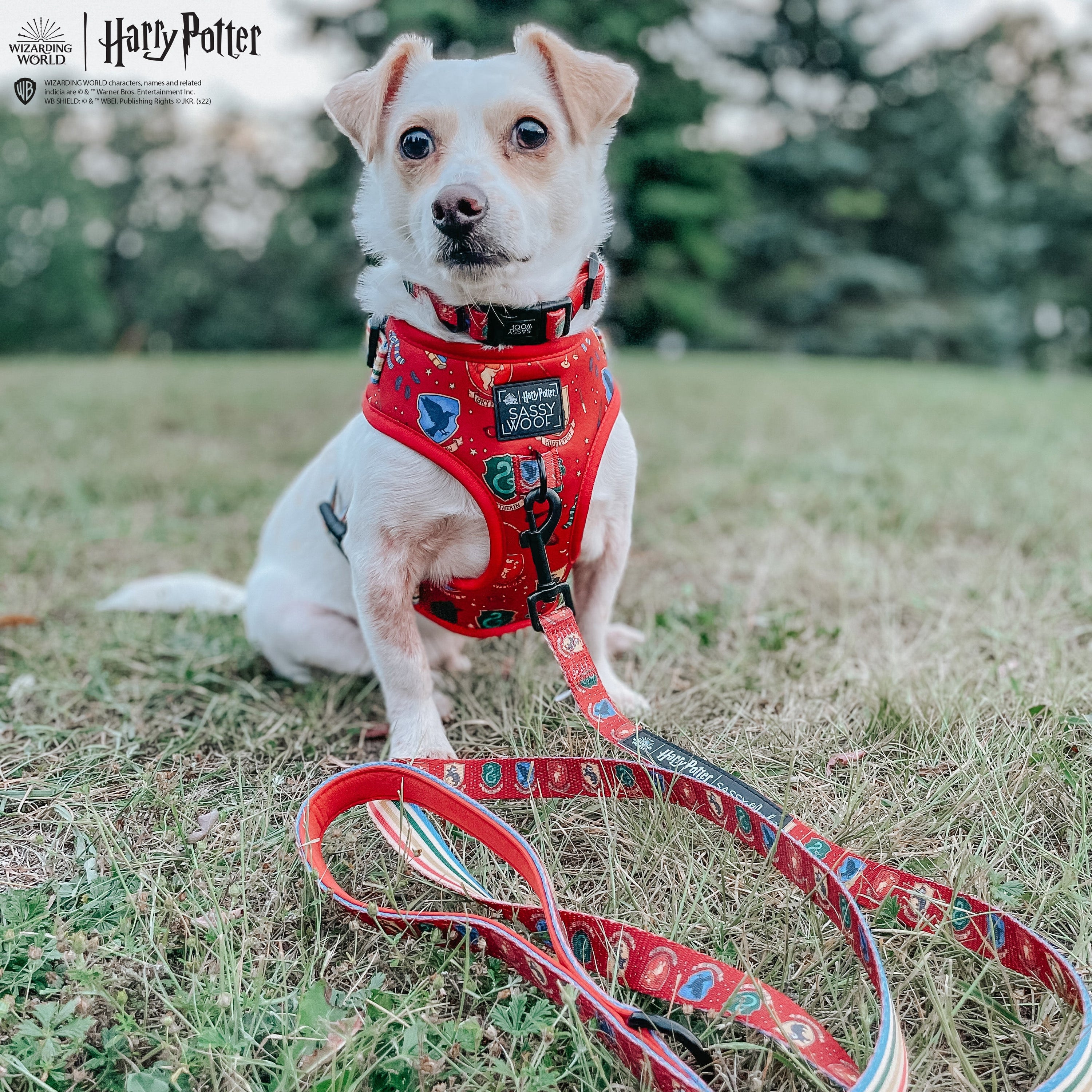Dog Collar - Harry Potter™