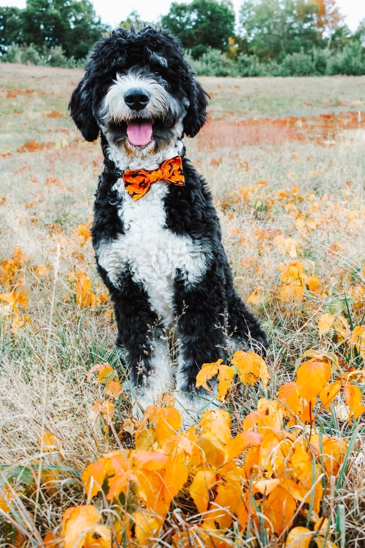 Halloween Bow Ties