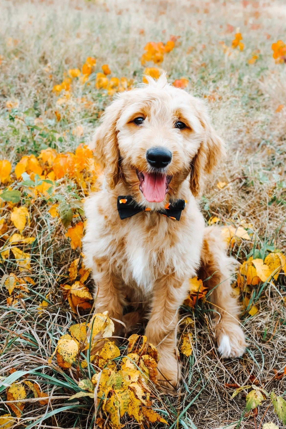 Halloween Bow Ties