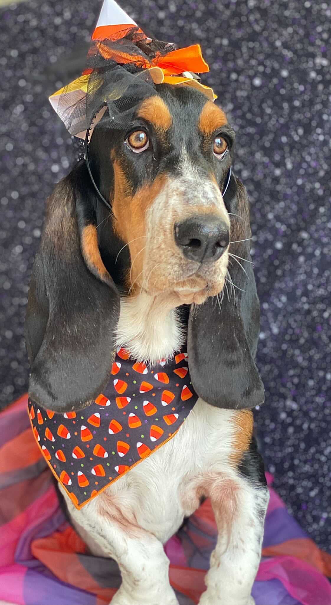 Halloween Candy Corn