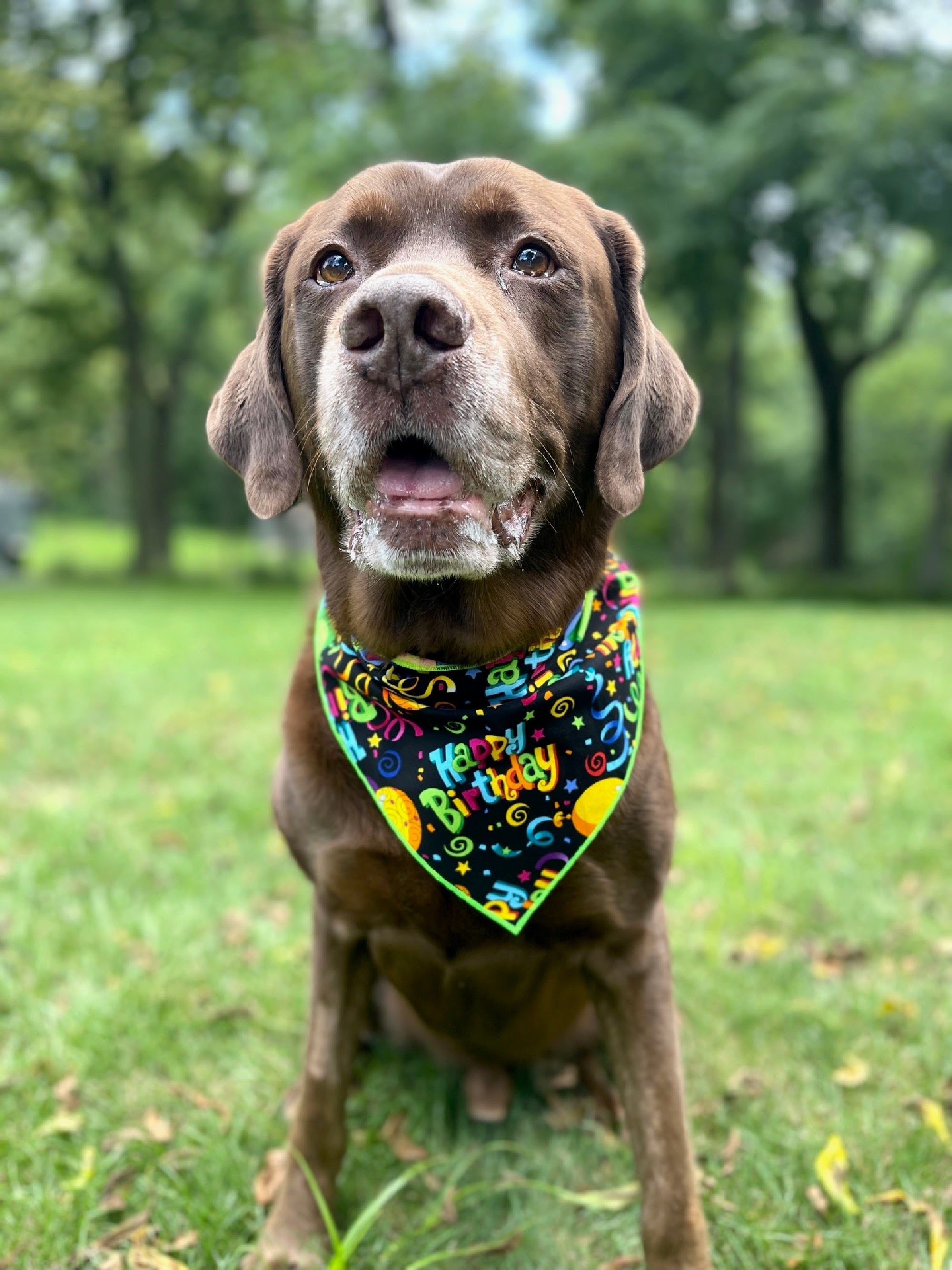 Happy Birthday Dog Bandana