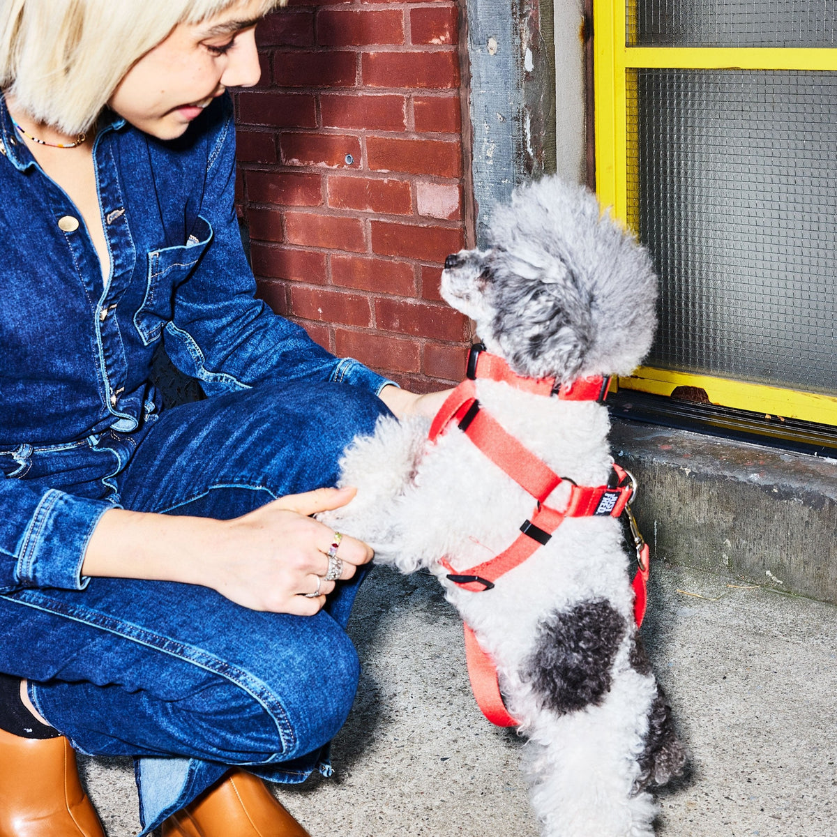 Dog Harness Kit